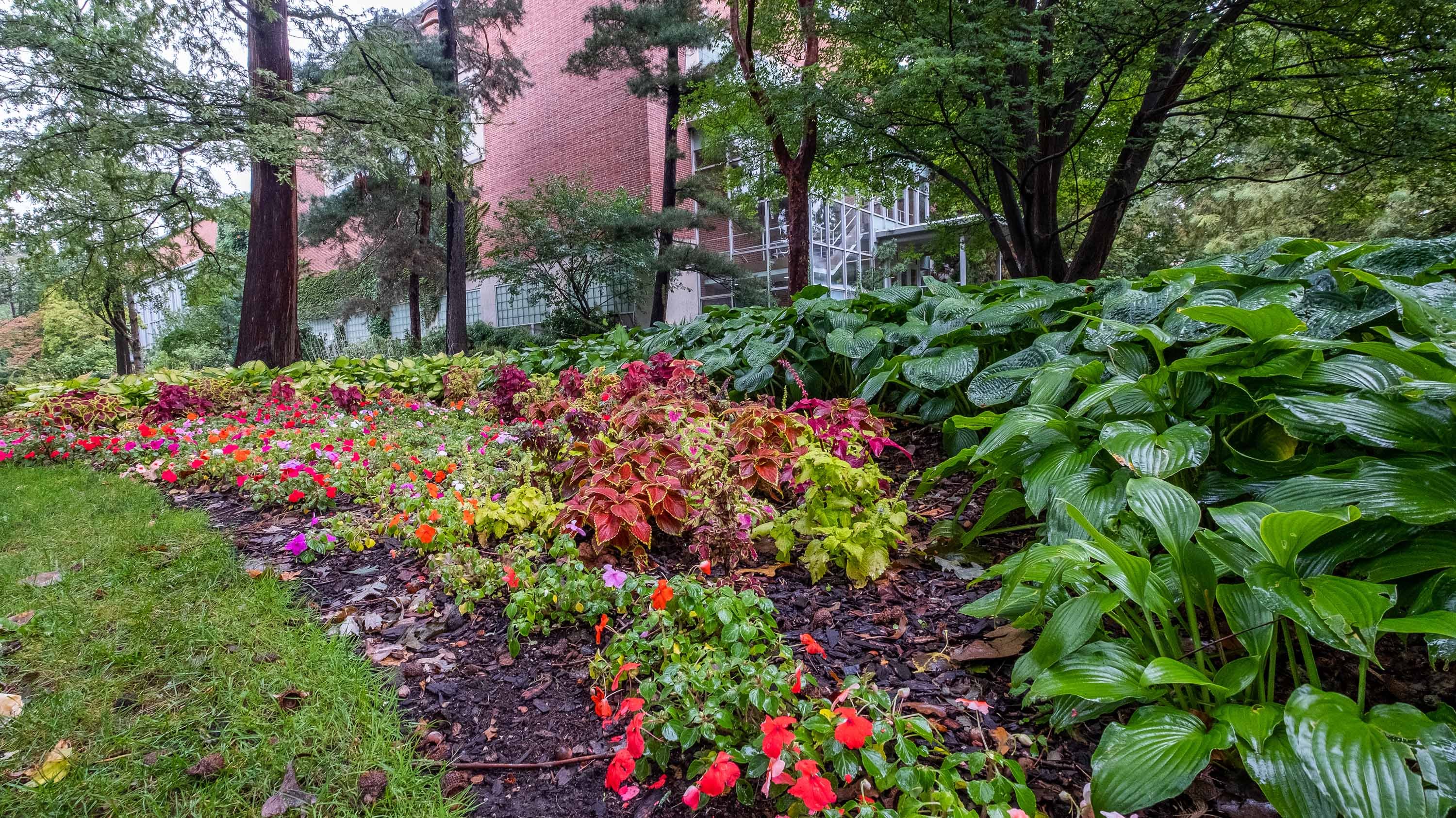 Flowers in the Beal Botanical Garden