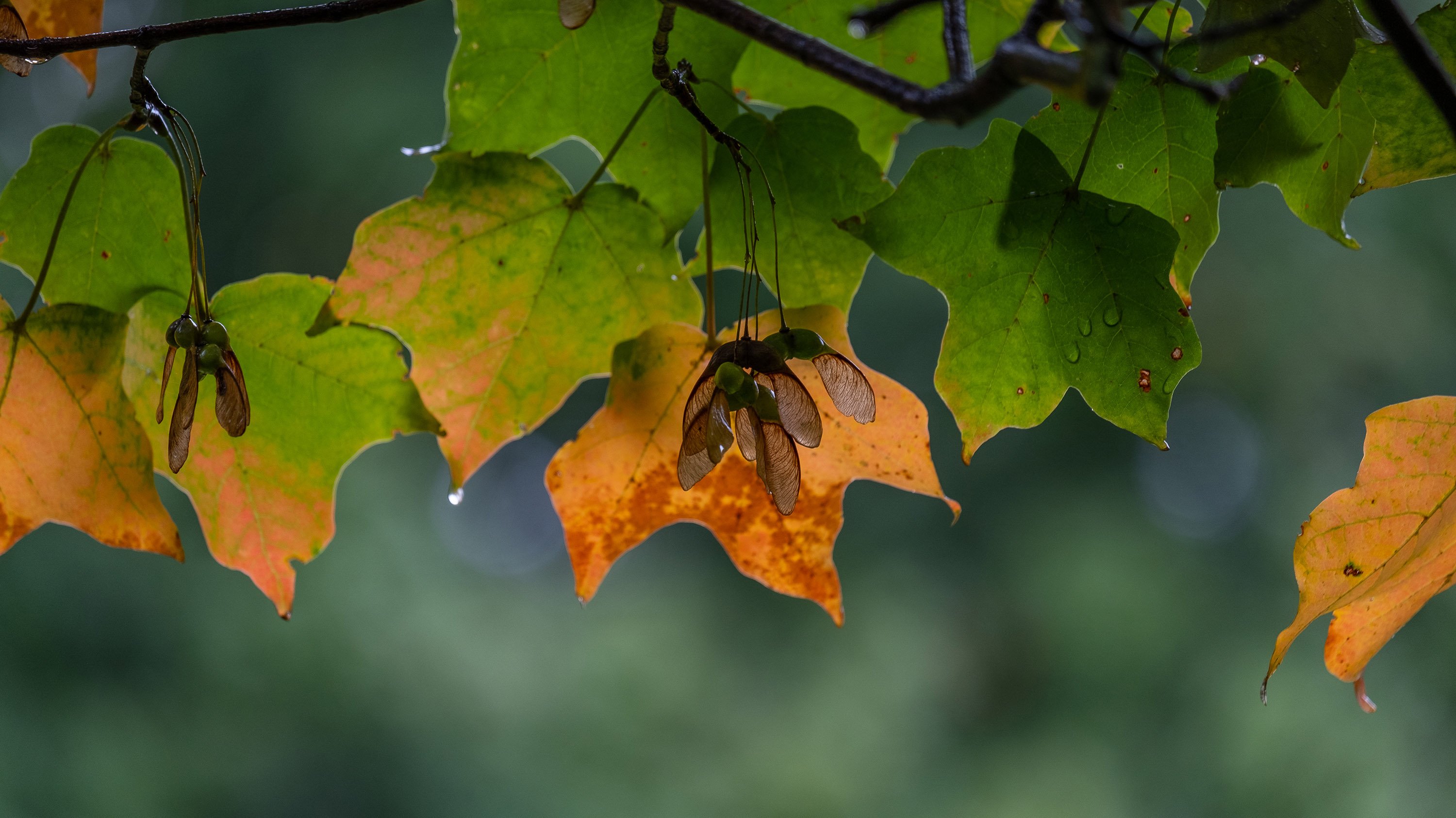 Maple leaves turning from green to orange