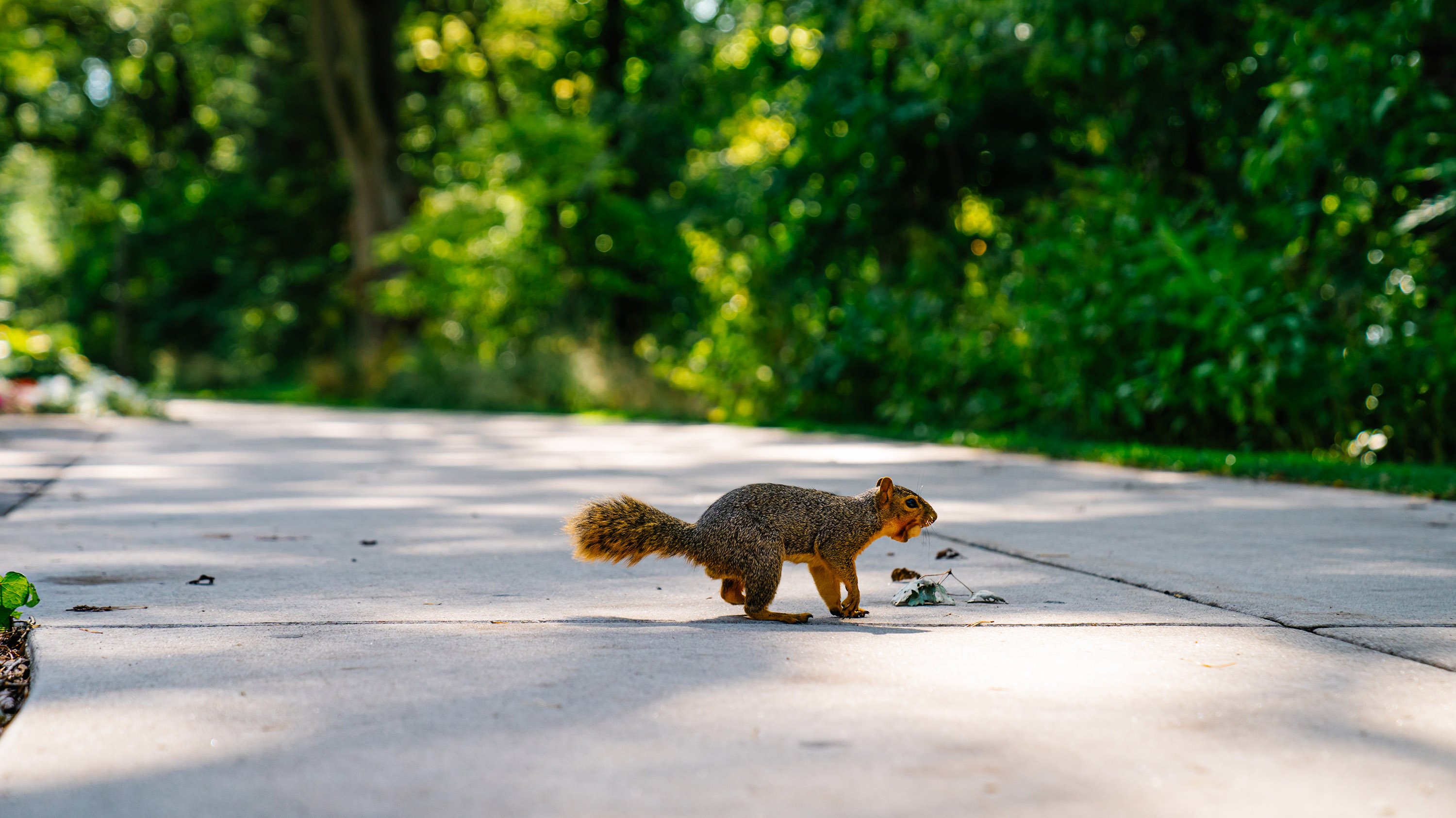 A squirrel running across the sidewalk, with some kind of food in its mouth