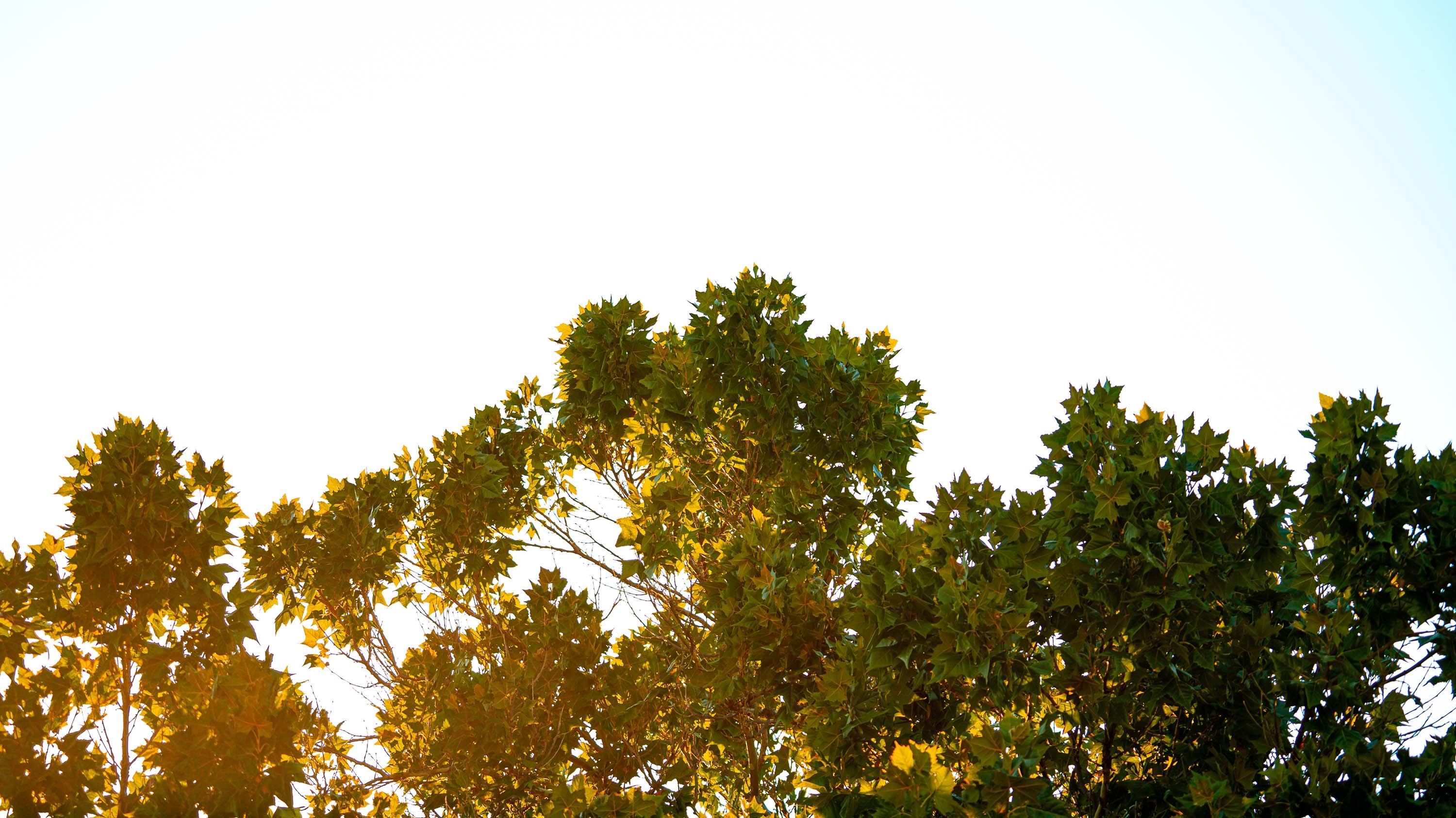 Leaves framed against the sky at golden hour