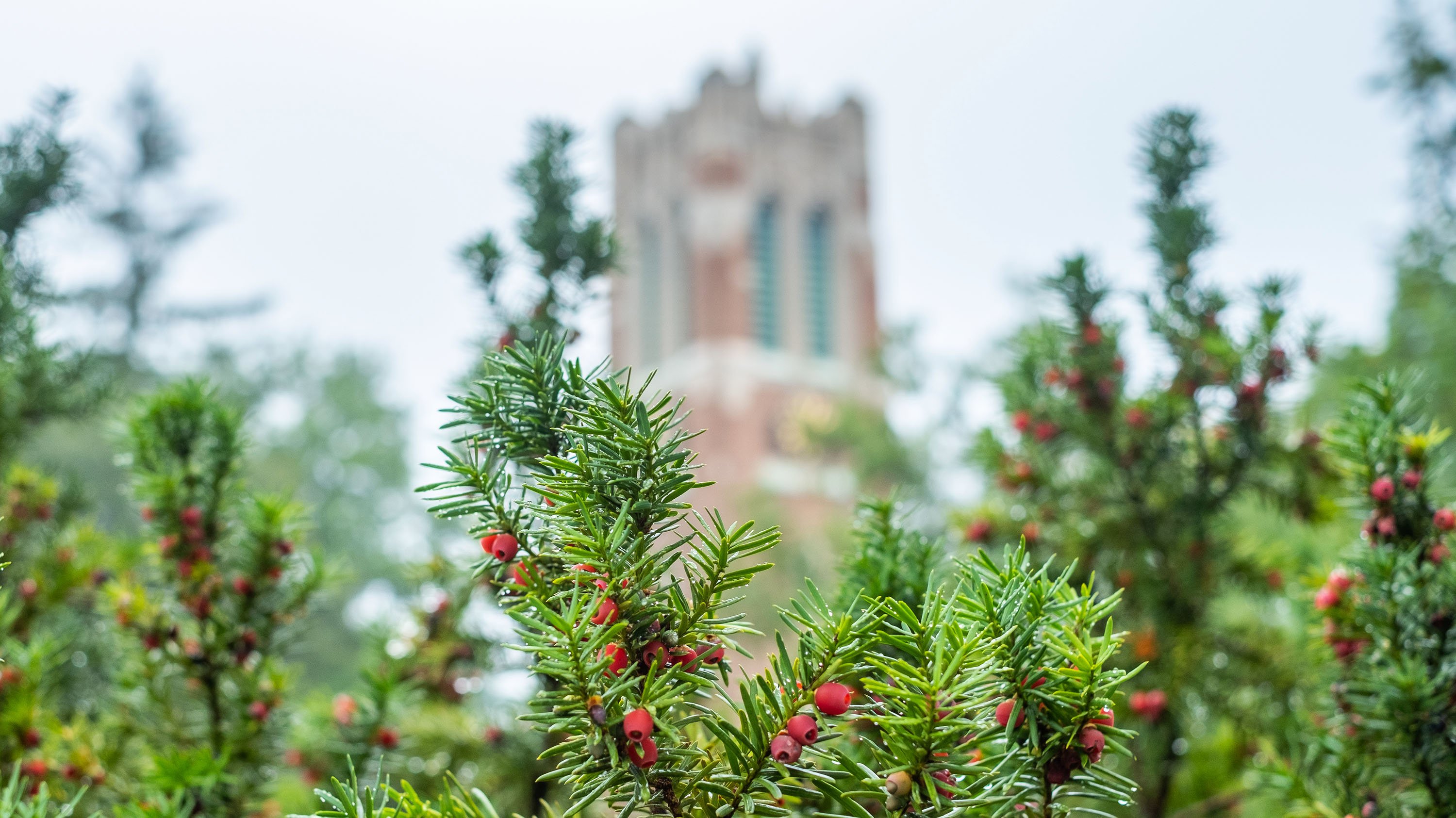 Beaumont Tower seen from behind branches of yew