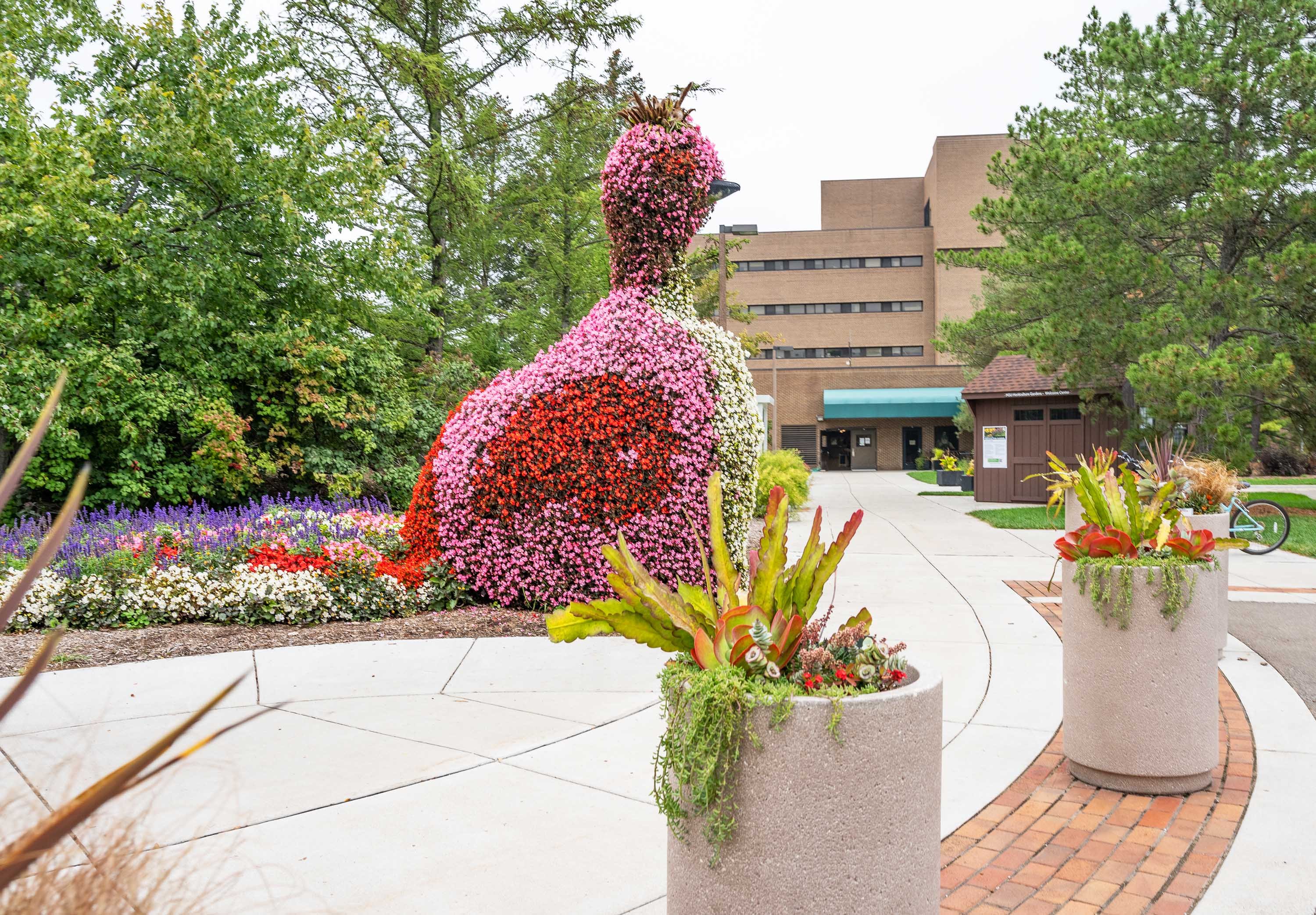 'Wilbir' the peacock-shaped floral topiary in the MSU Horticulture Gardens