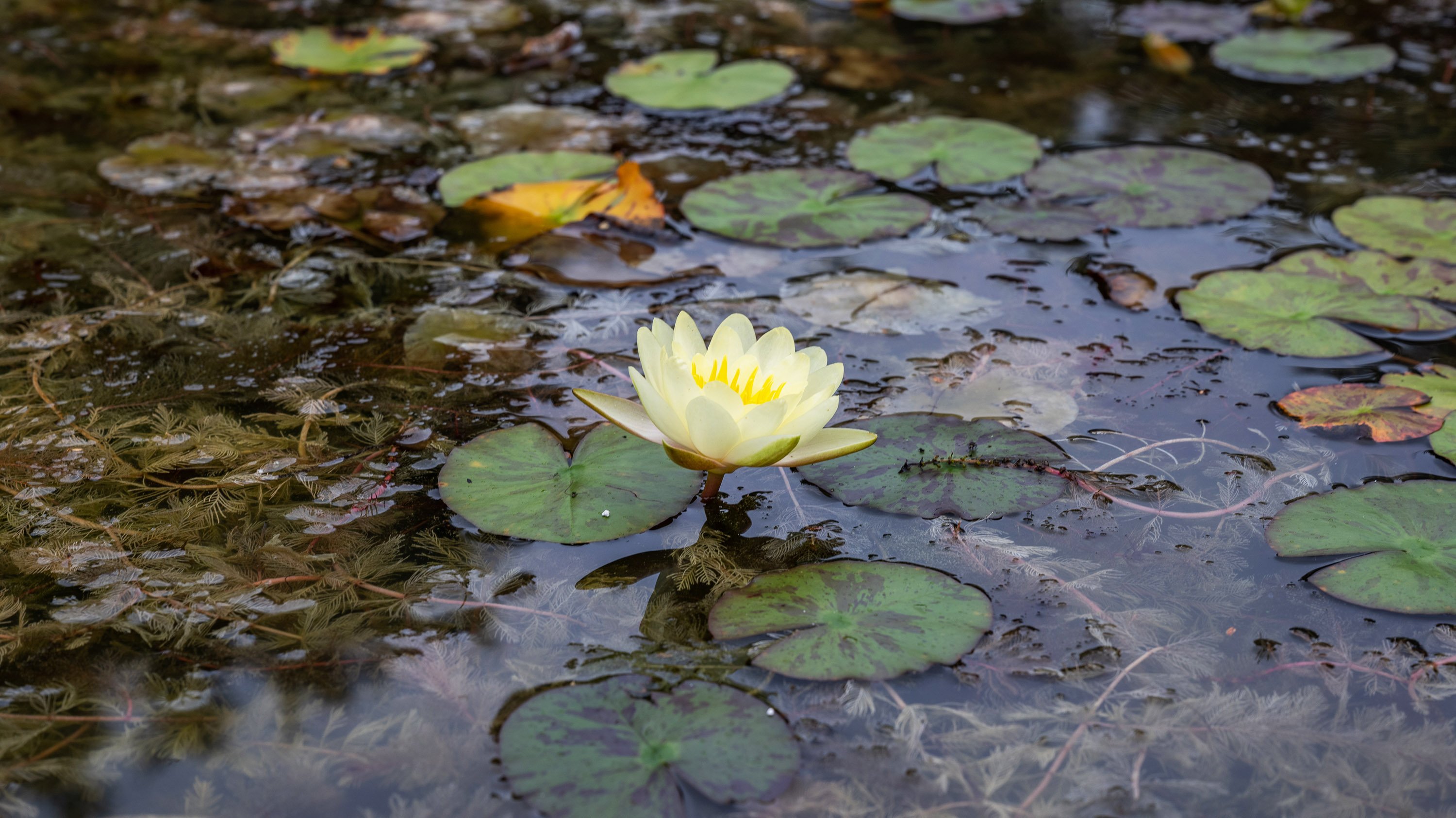 One waterlily blooming in a cluster of lilypads