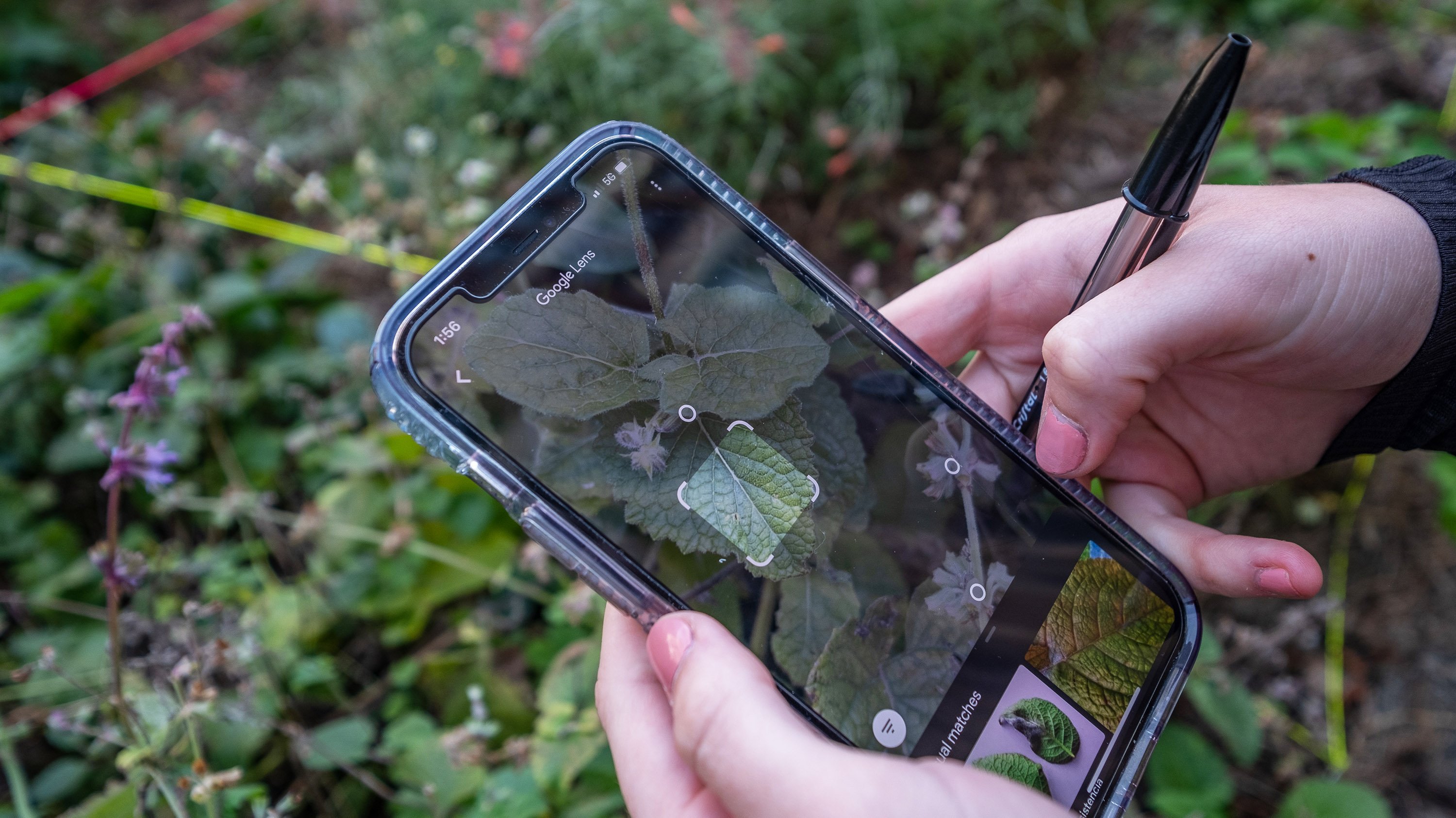 Hands holding phone identifying plants via Google lens