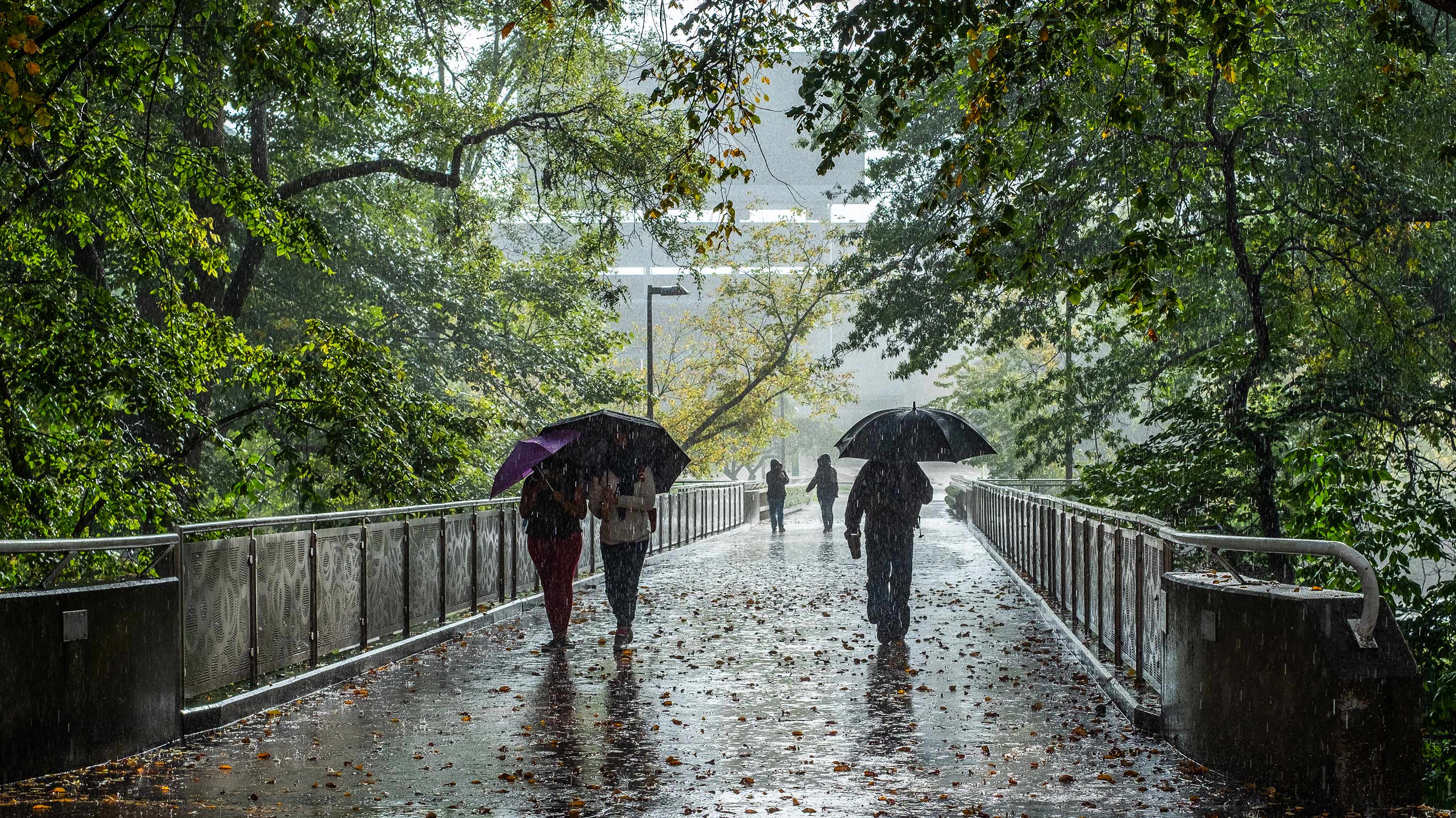 People walking on the library bridge with umbrellas during a rainy day
