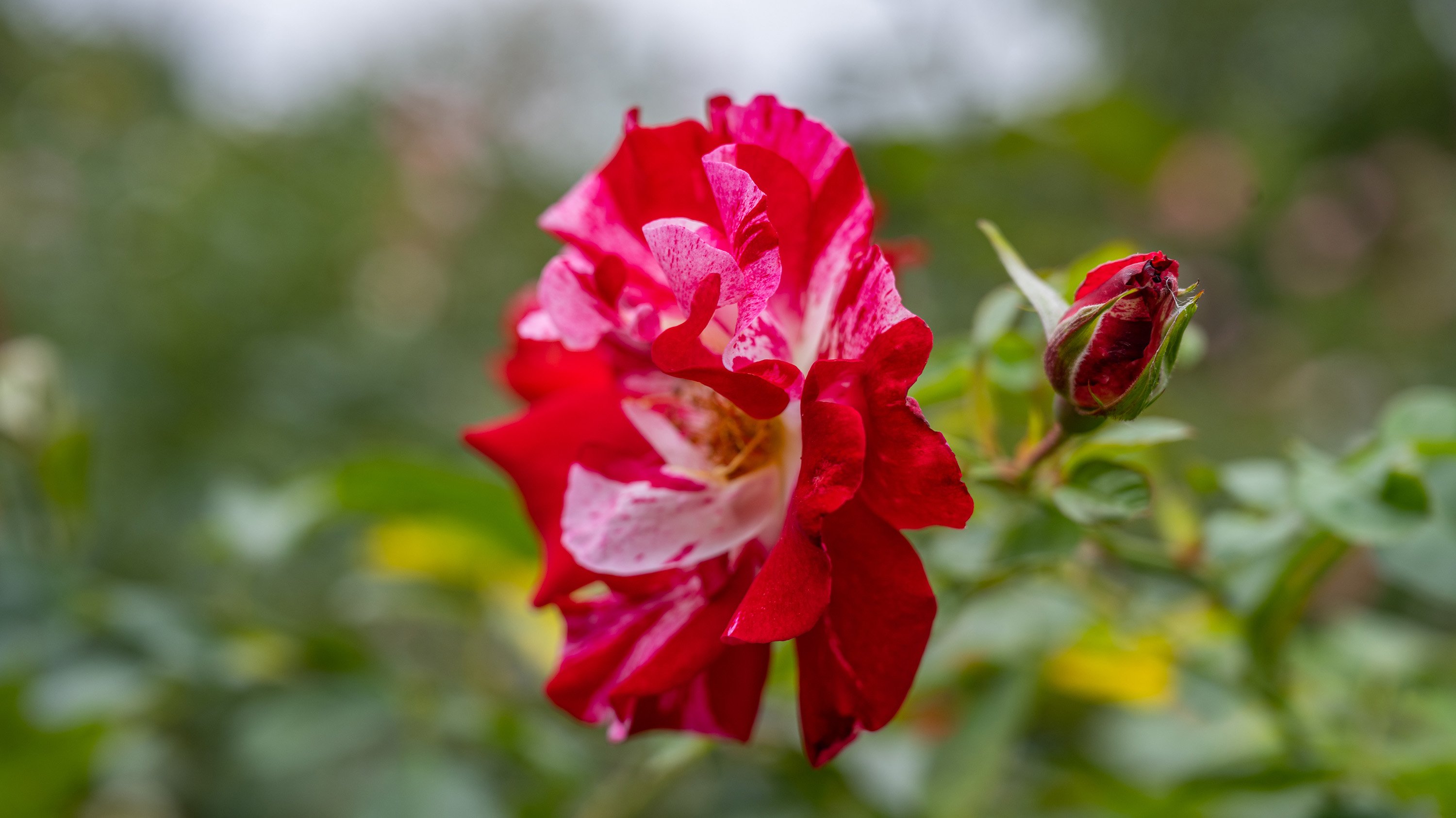 rose