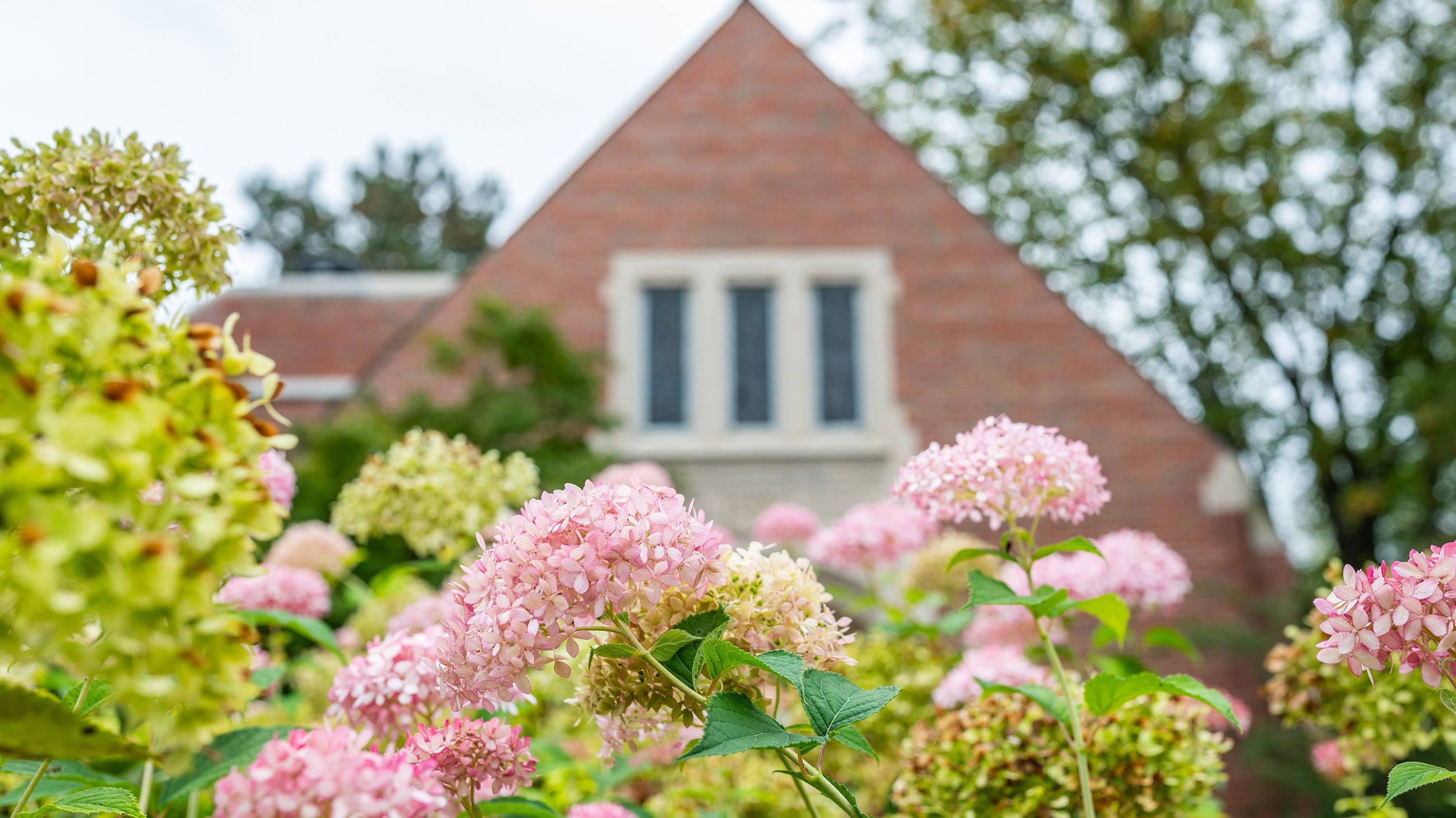Pink and white hydrangeas in front of MSU Alumni Chapel