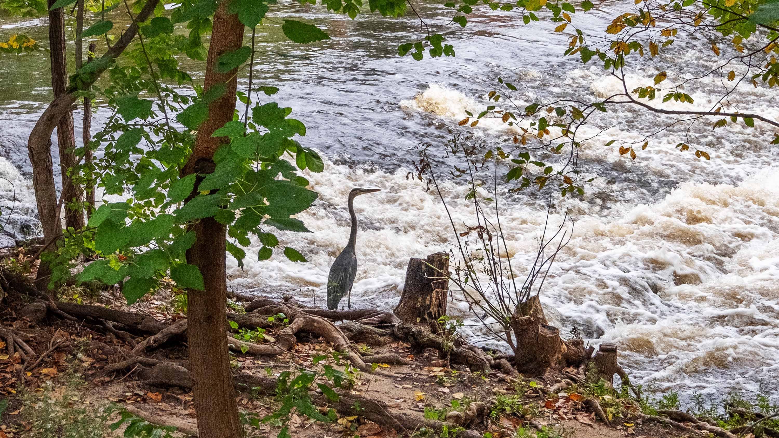 Heron next to Red Cedar river
