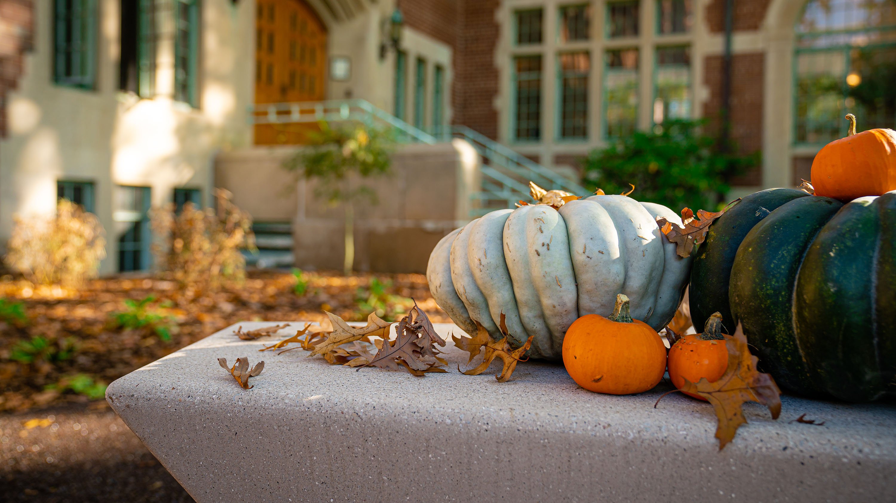 Pumpkins and squash on a bench outside of Yakeley Hall