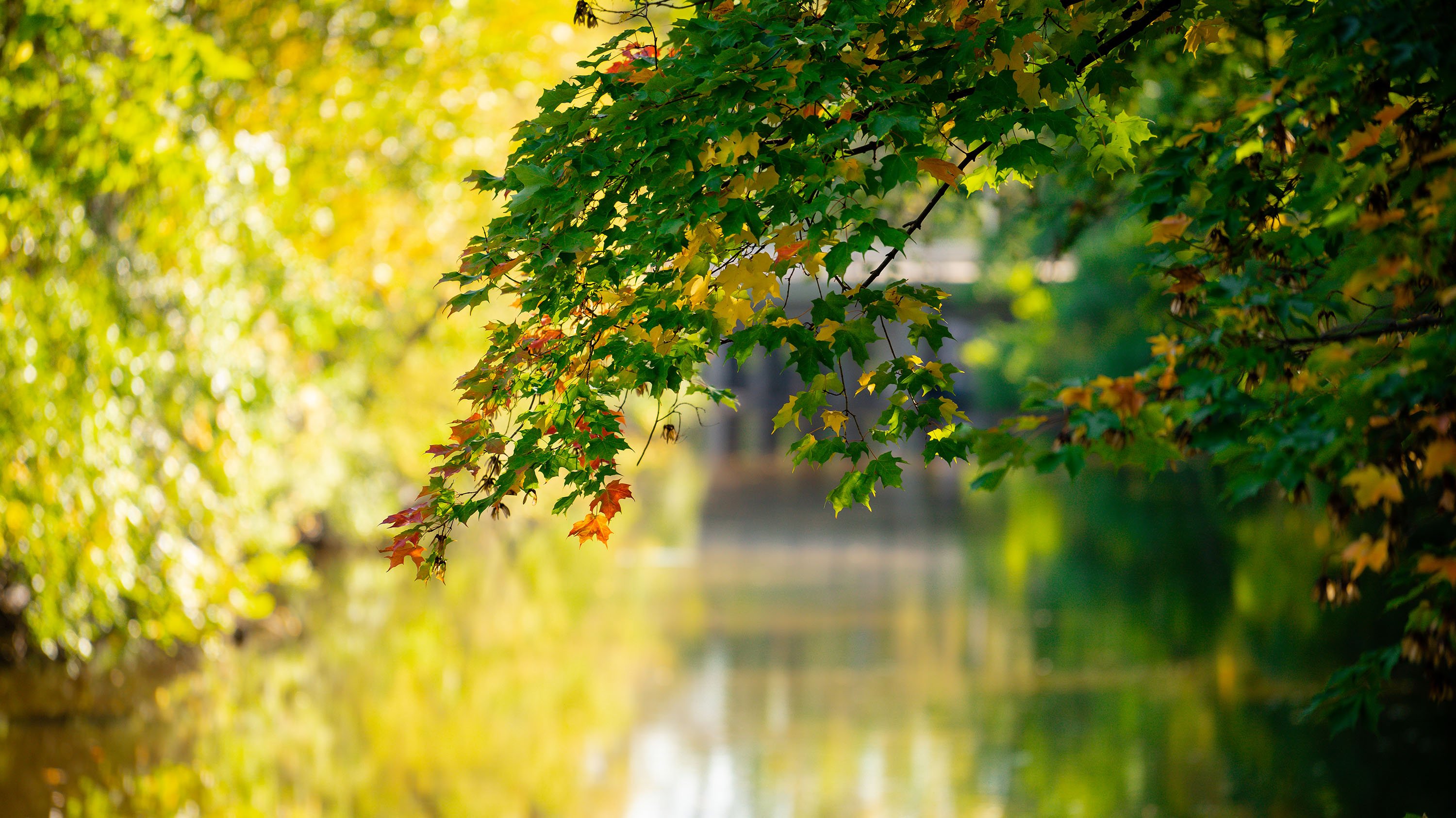 Fall foliage over the Red Cedar river