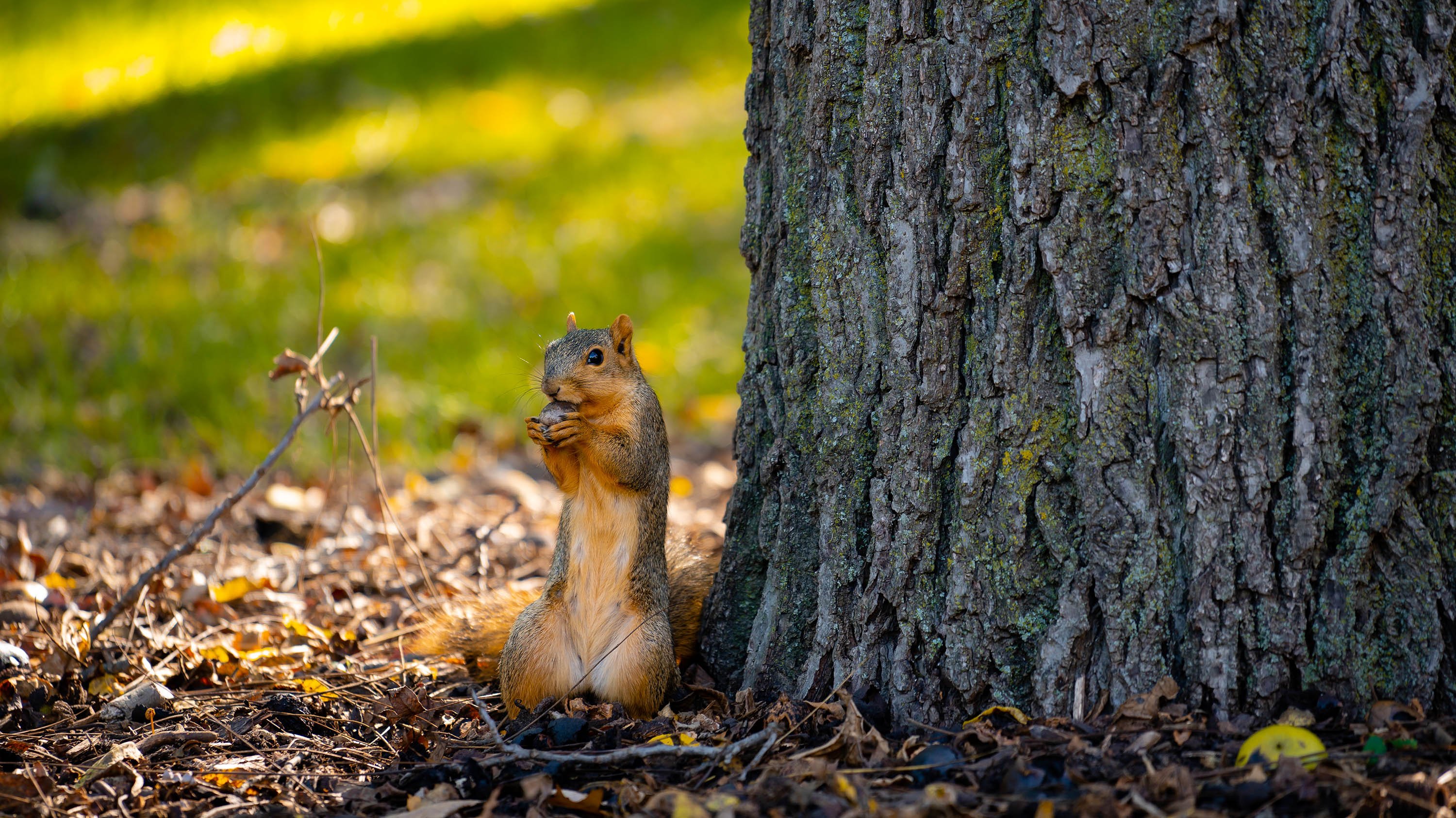 Squirrel with acorn next to base of a tree