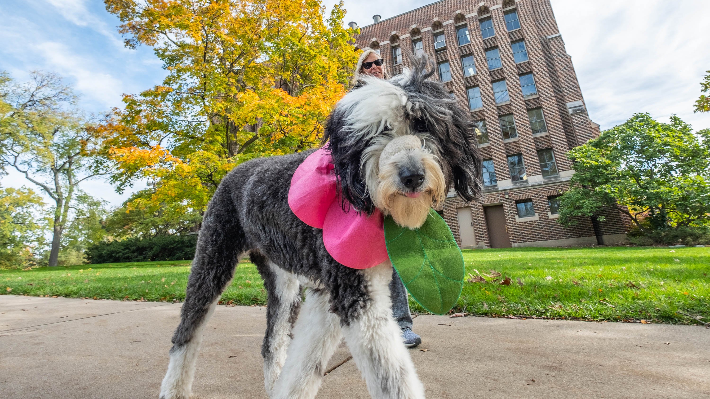 Dog wearing a Halloween costume on a walk through campus