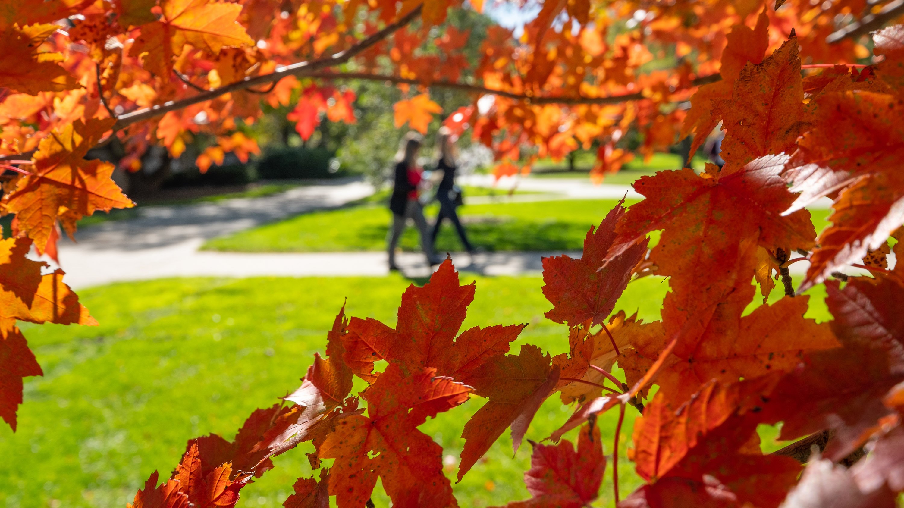 Spartans walk among campus leaves