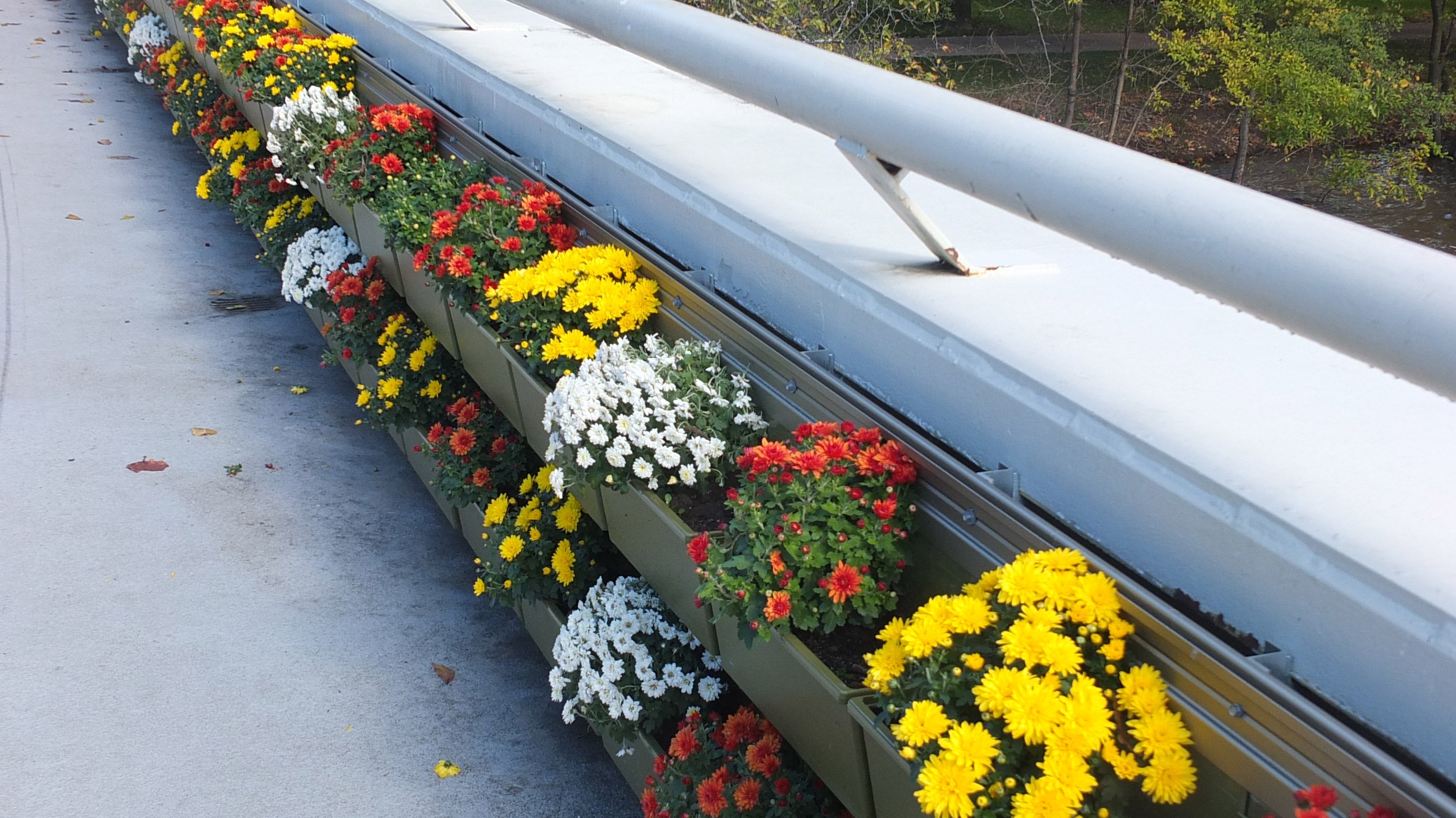 Mums in the green wall along the MSU Library bridge
