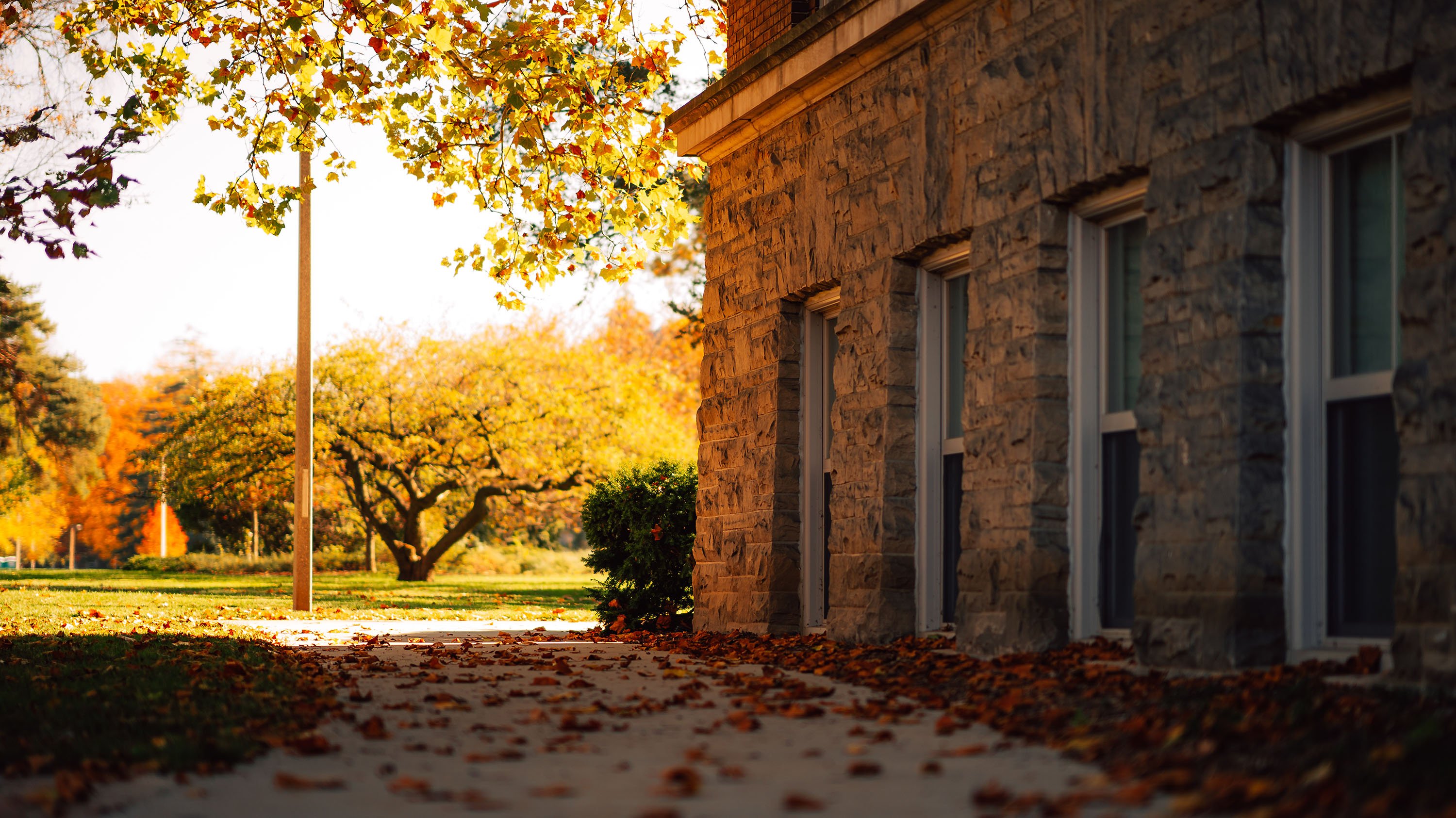 Sidewalk outside Olds Hall, covered in scattered leaves