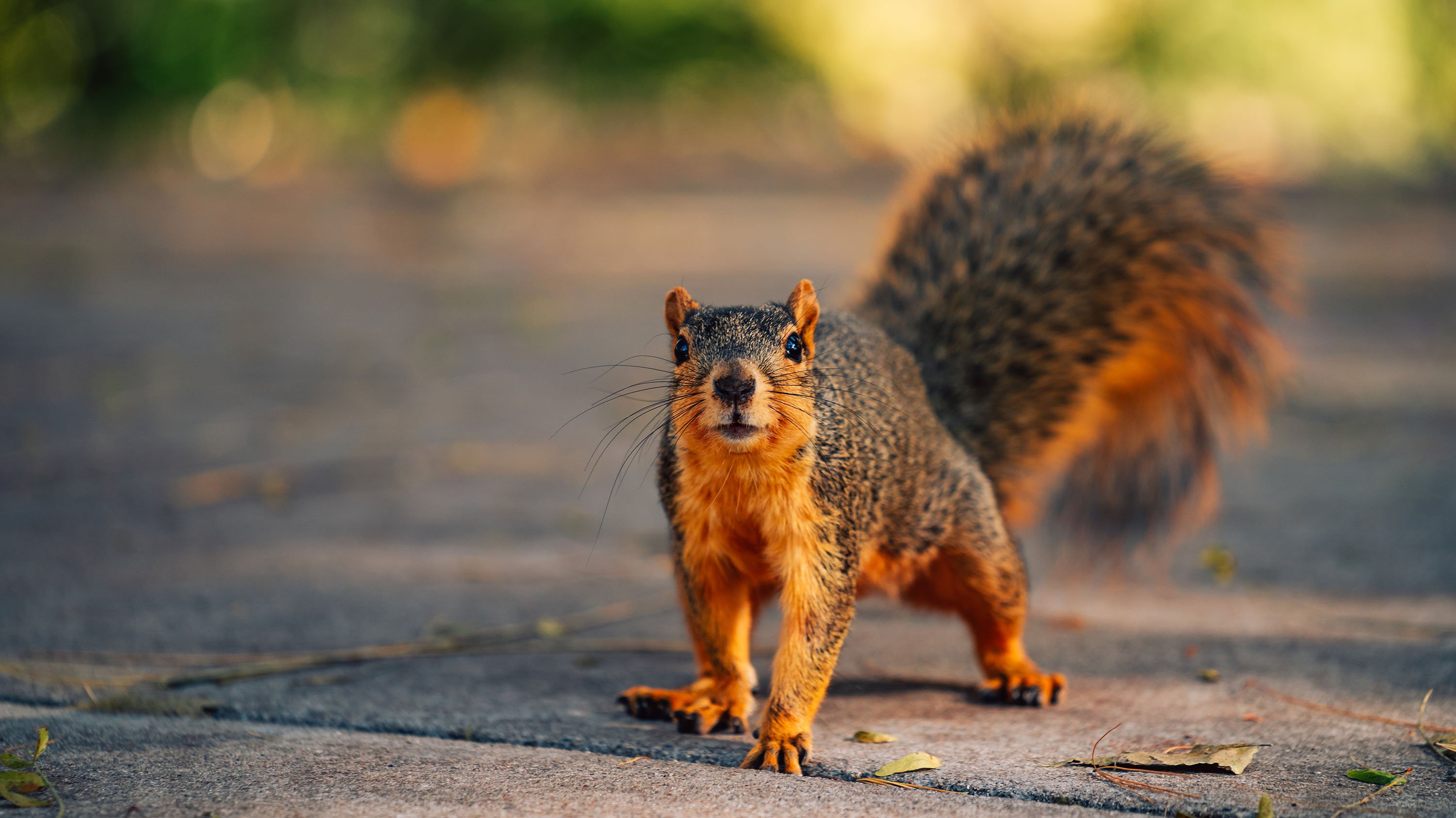 Squirrel standing on the sidewalk
