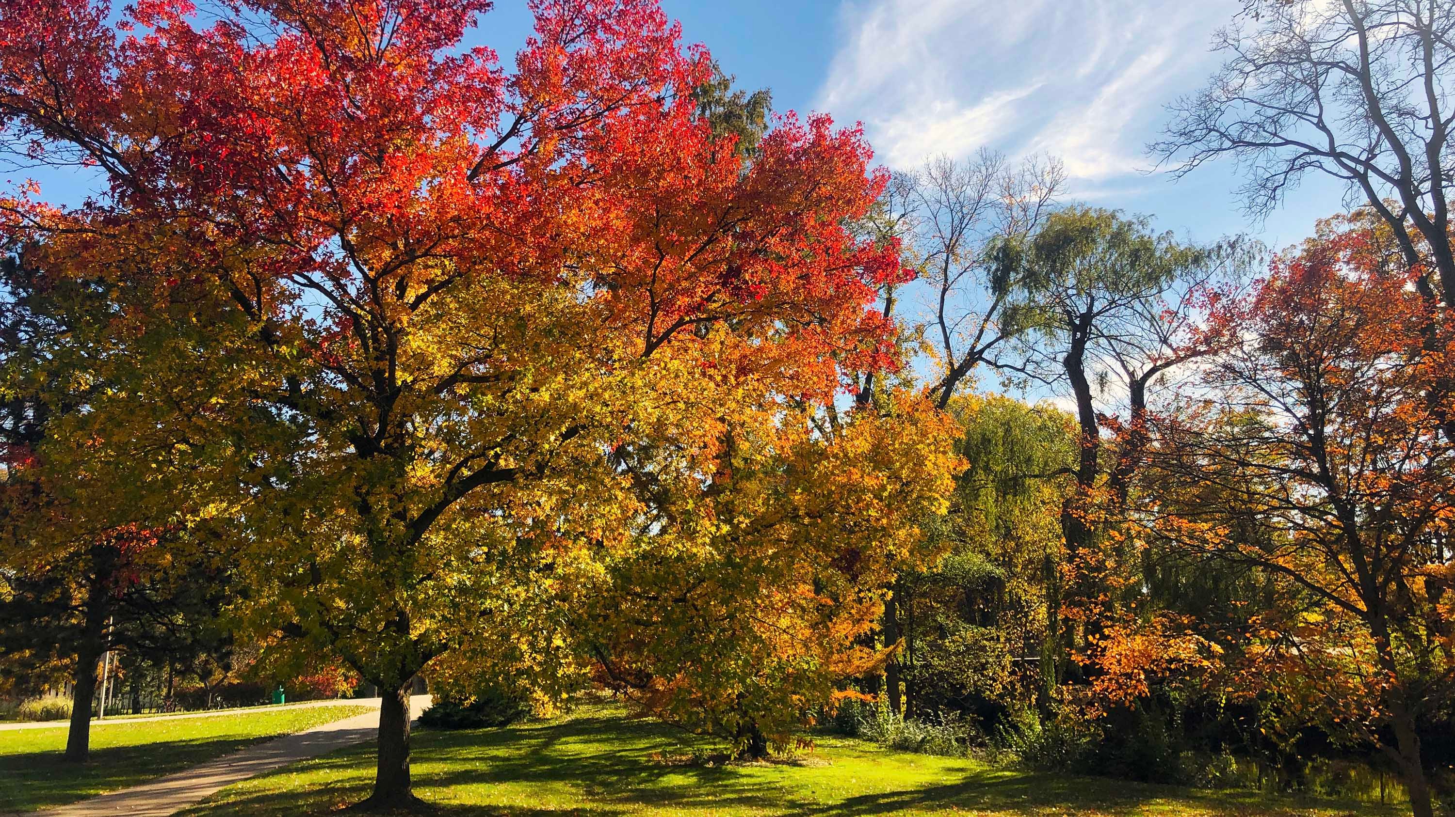 Trees showing fall colors on campus