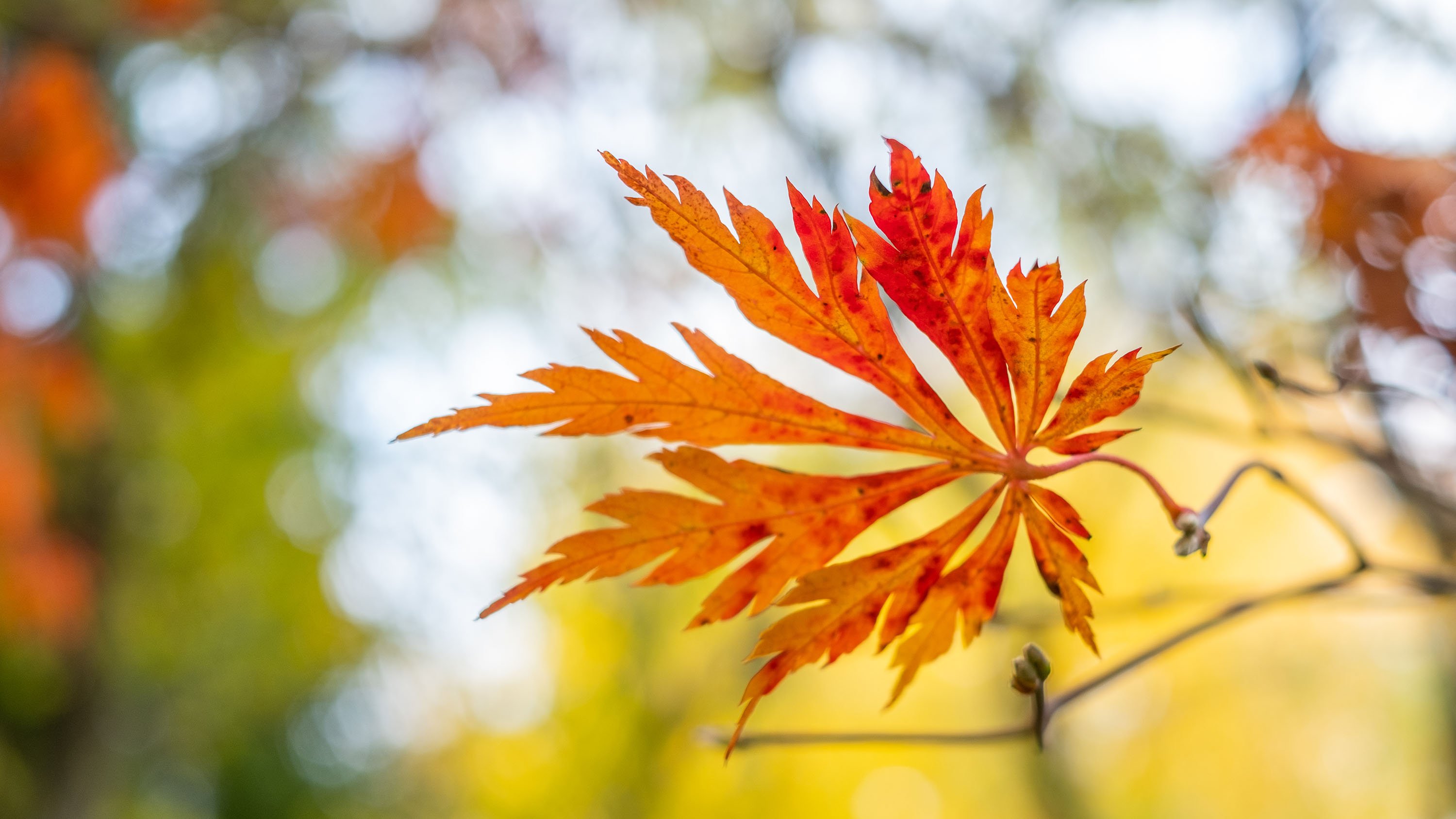 Close up of an ice dragon maple tree leaf in fall