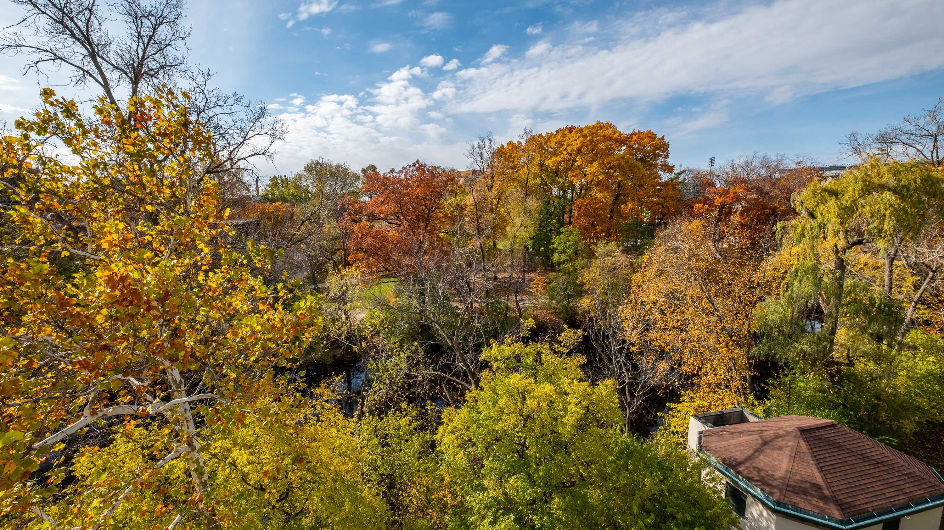 Treetops in fall colors over the Red Cedar river