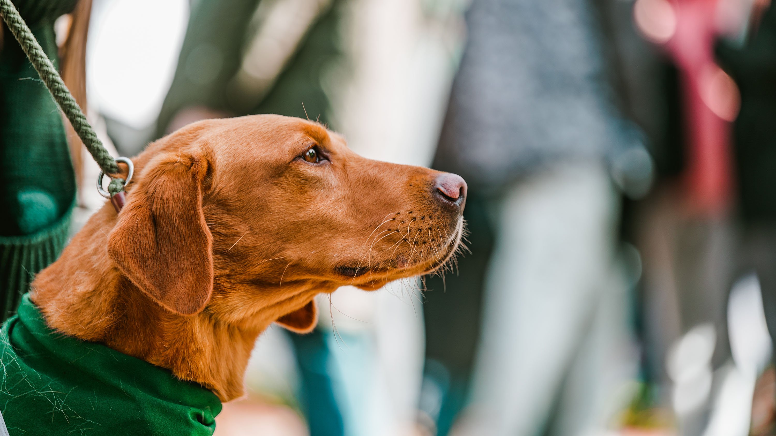 Profile of Zeke the Wonder Dog