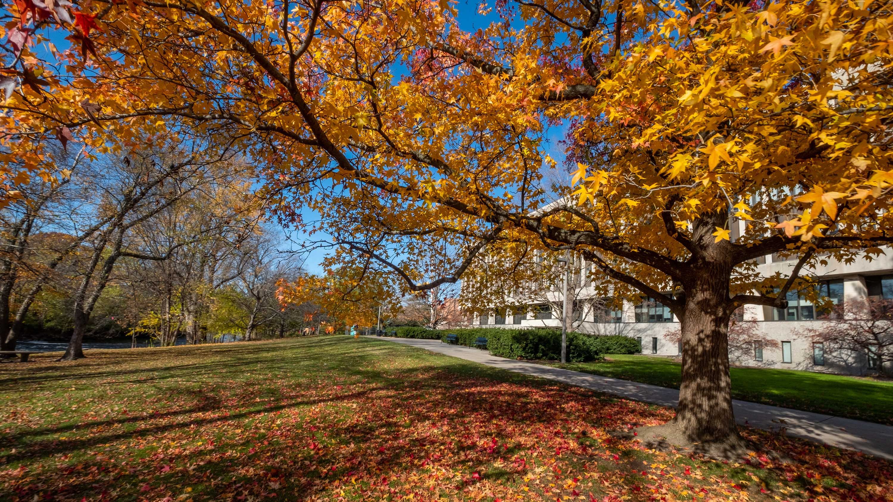 Tree with falling leaves in front of Hannah Administration building