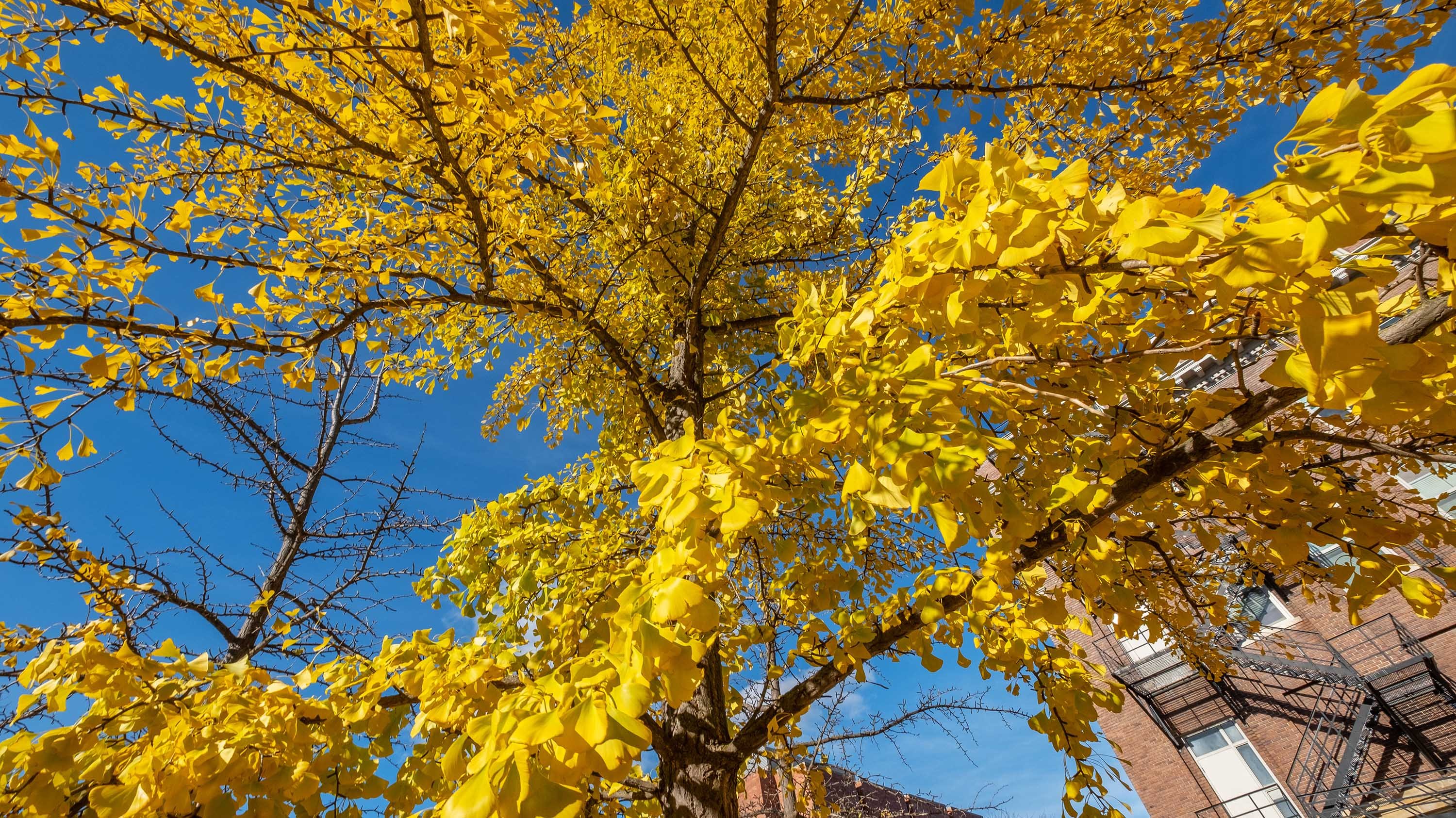 Branches of gingko tree in fall