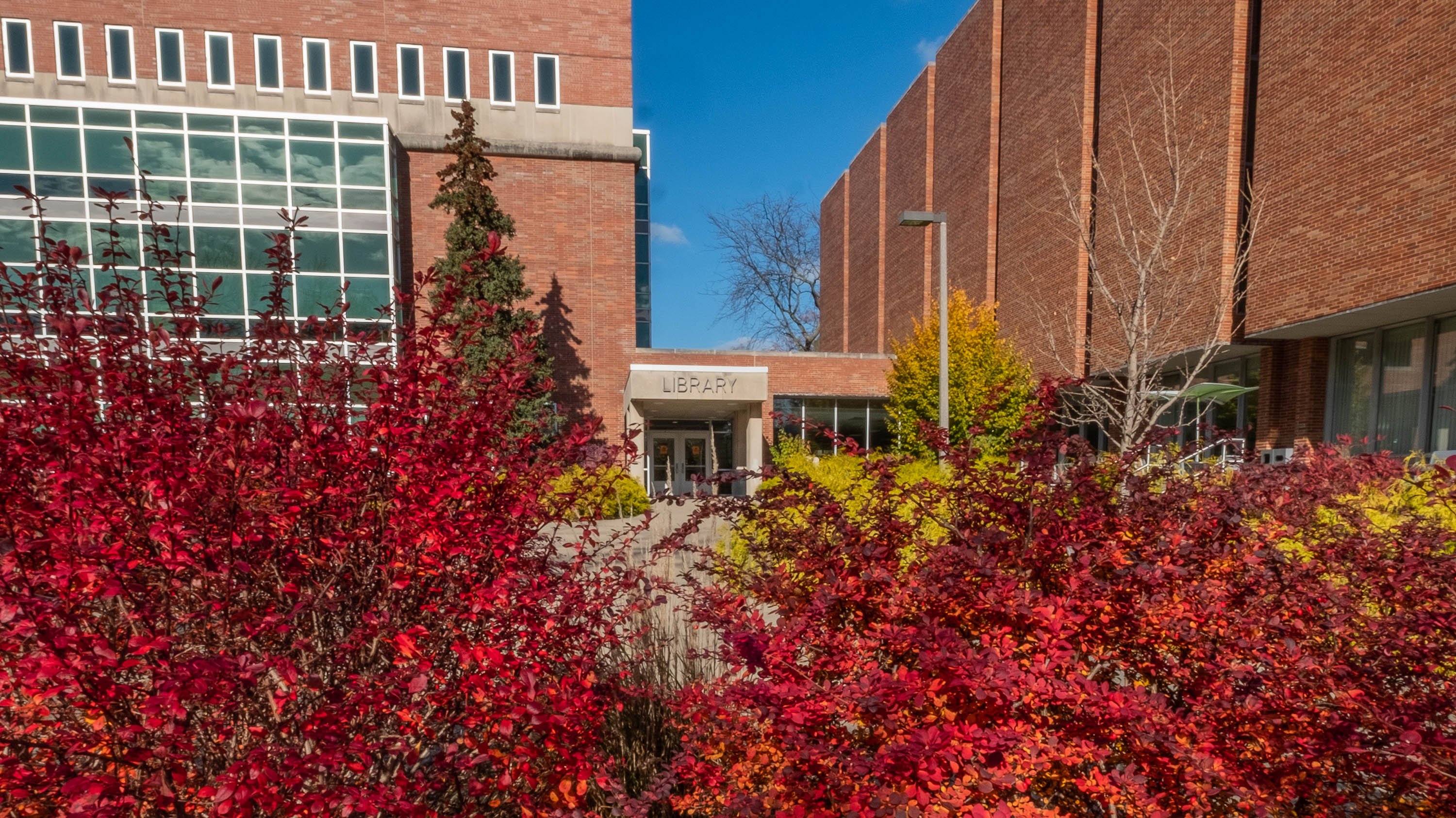 Red shrubs in front of MSU Library
