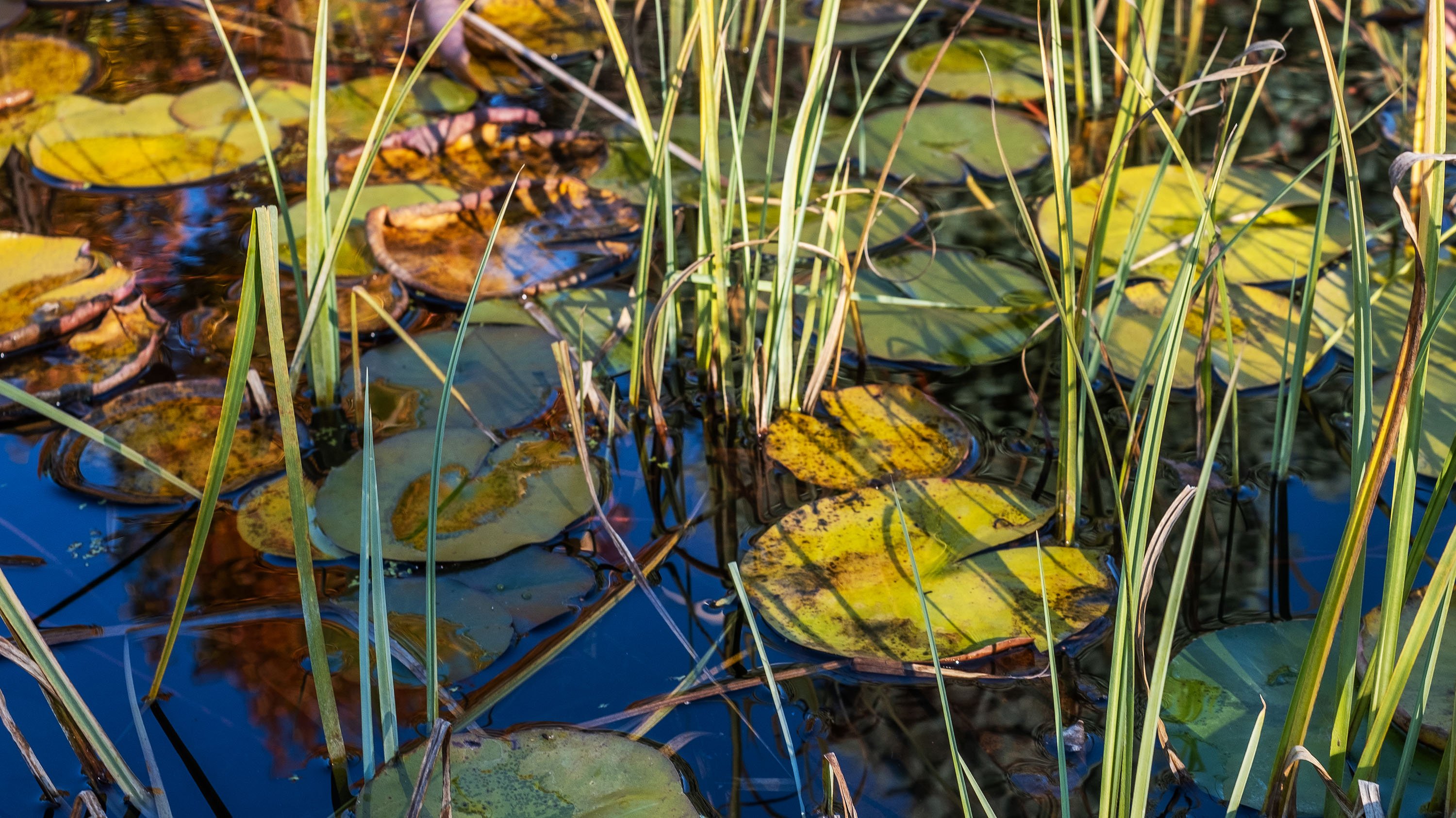Lilypads in pond