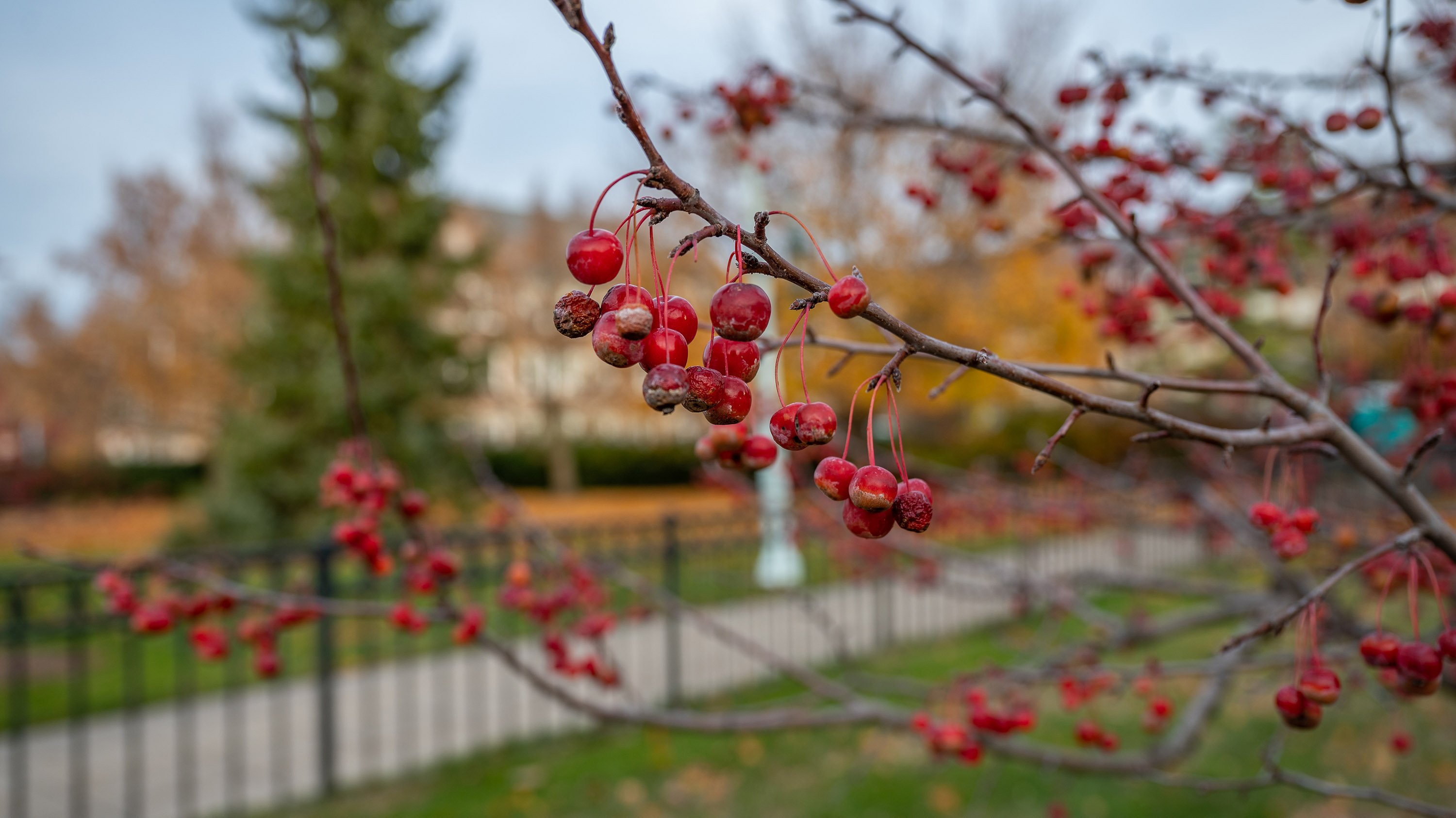 Crabapples on a branch on campus
