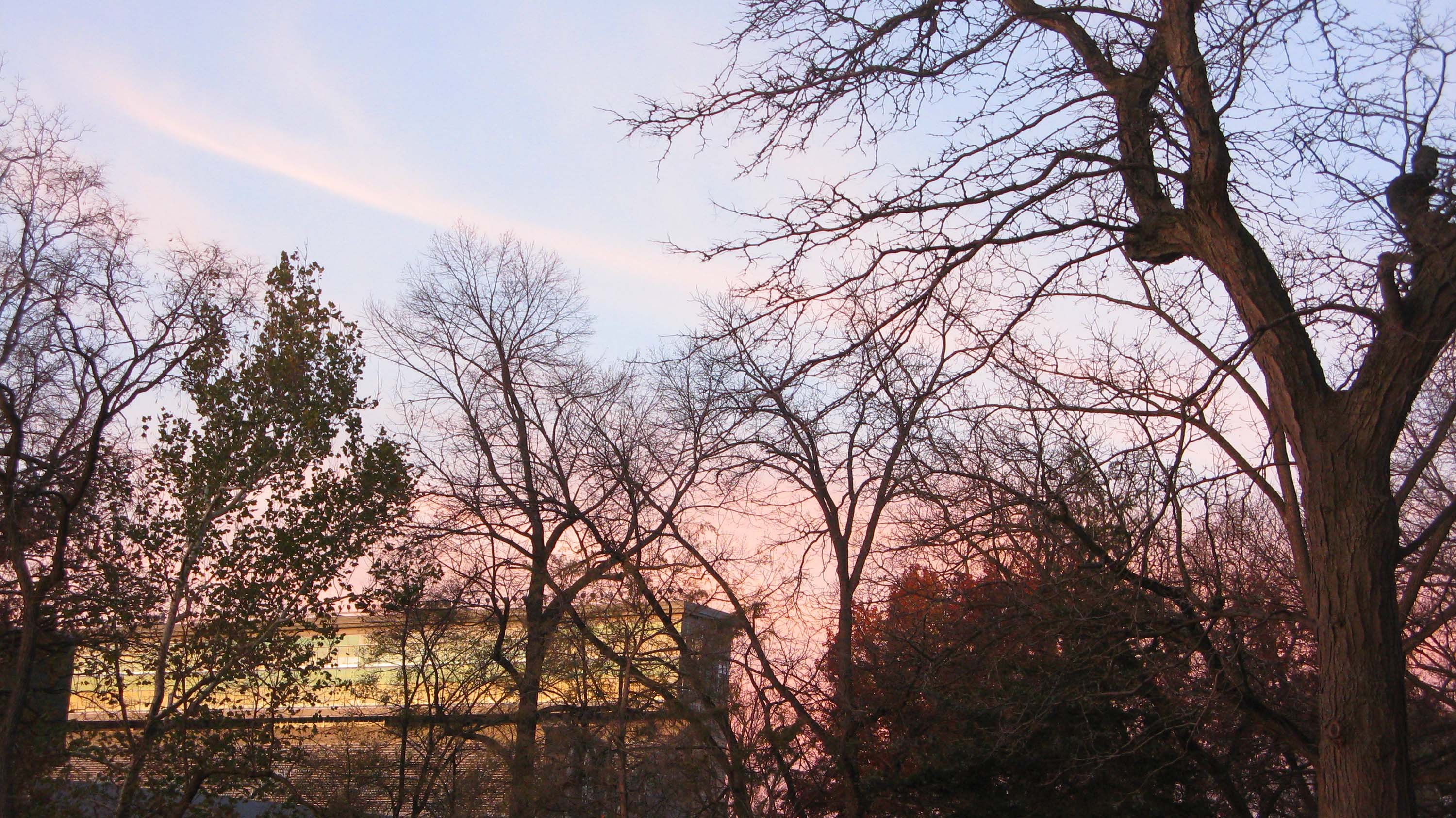 Sunset with trees and Spartan Stadium