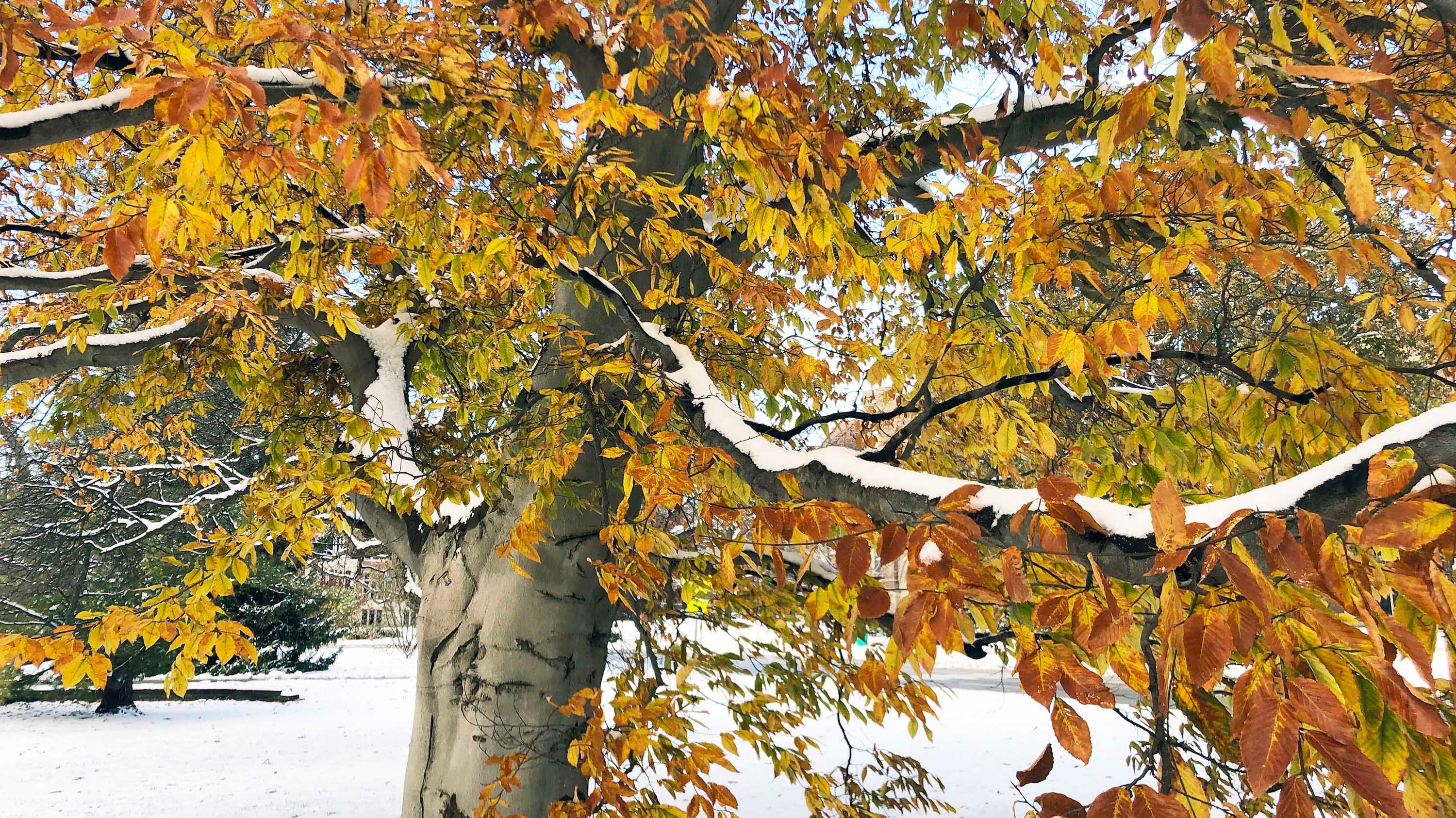 Branches of a tree with fall leaves, covered in a light coat of snow
