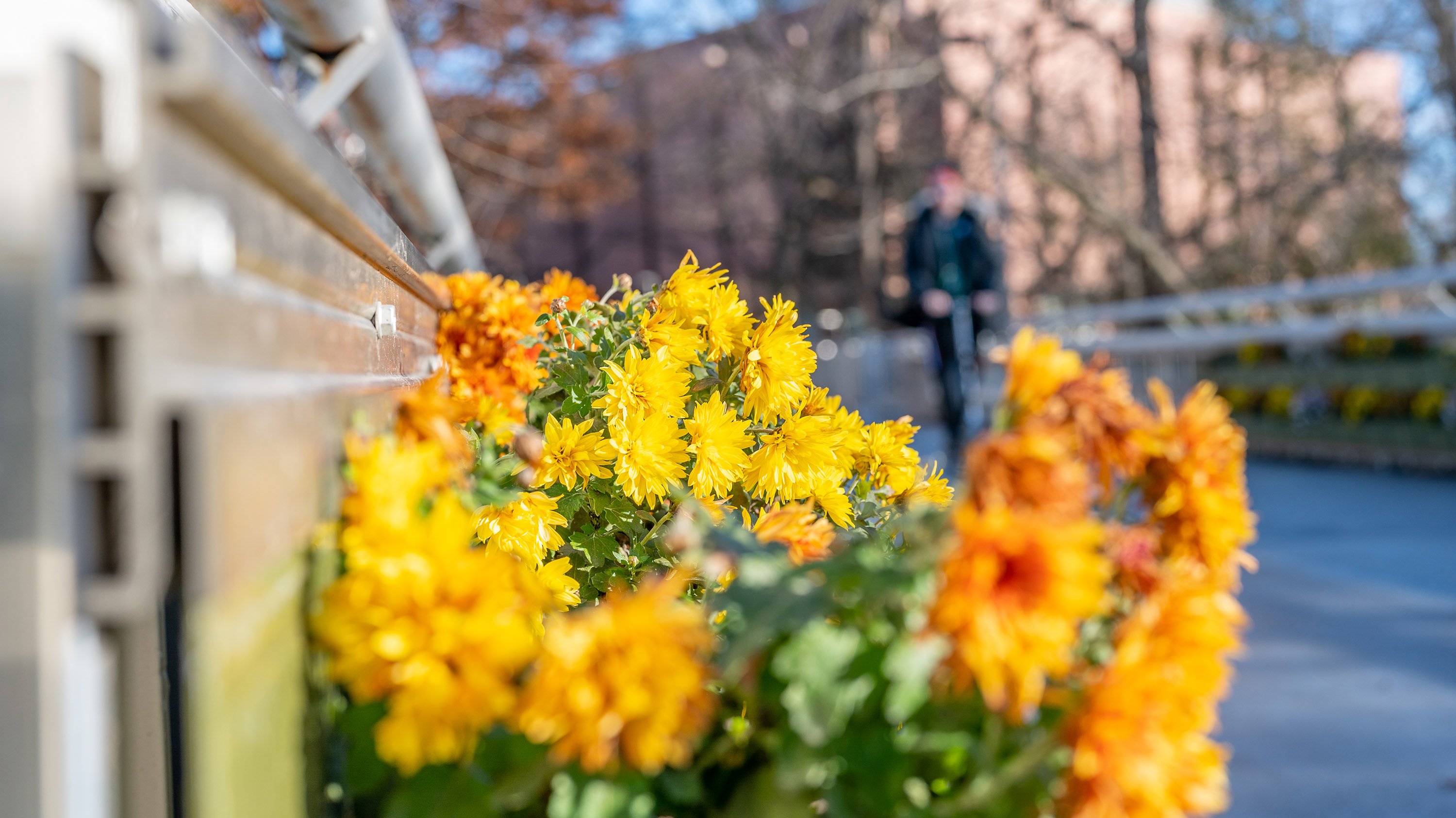 Mums in planter box on the MSU library bridge