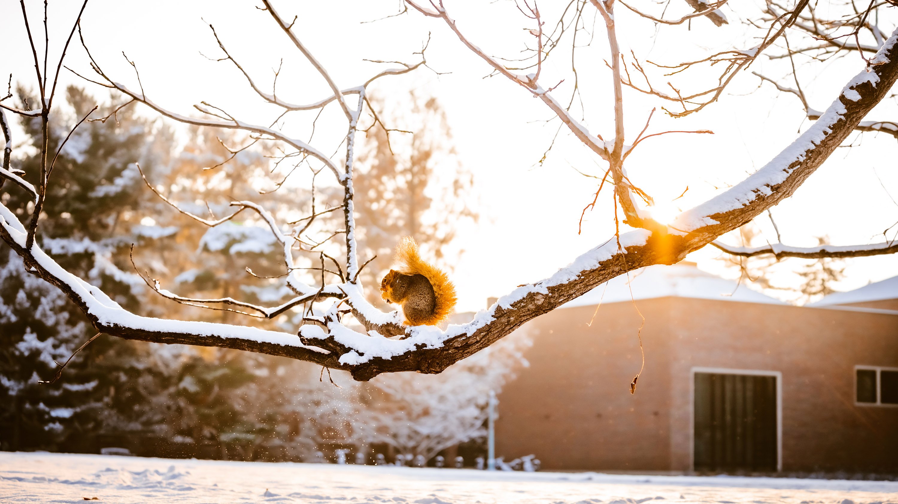 Squirrel on a tree branch