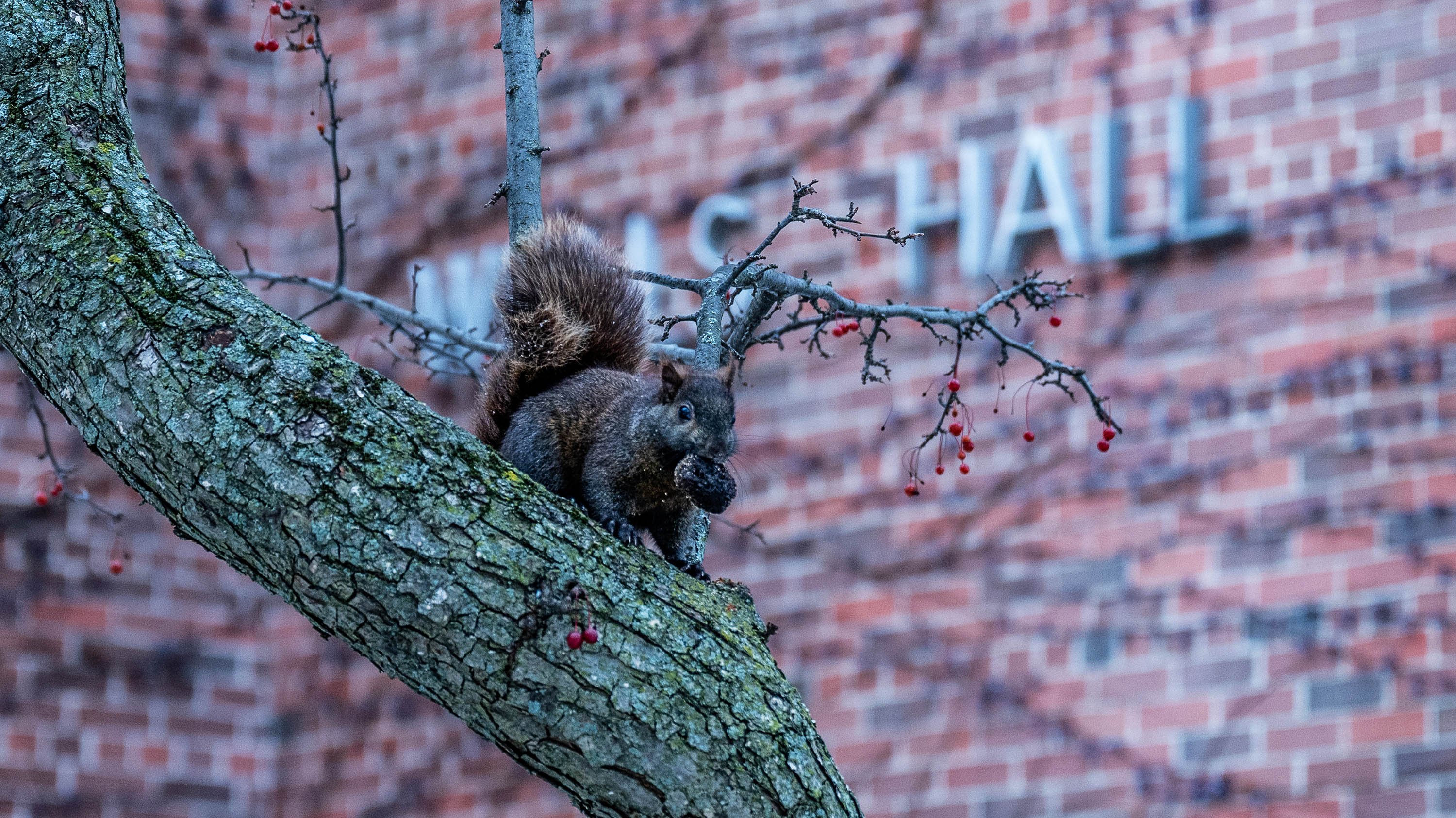 Black squirrel sitting on a tree branch