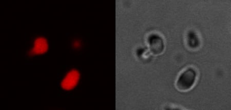 Microscope images