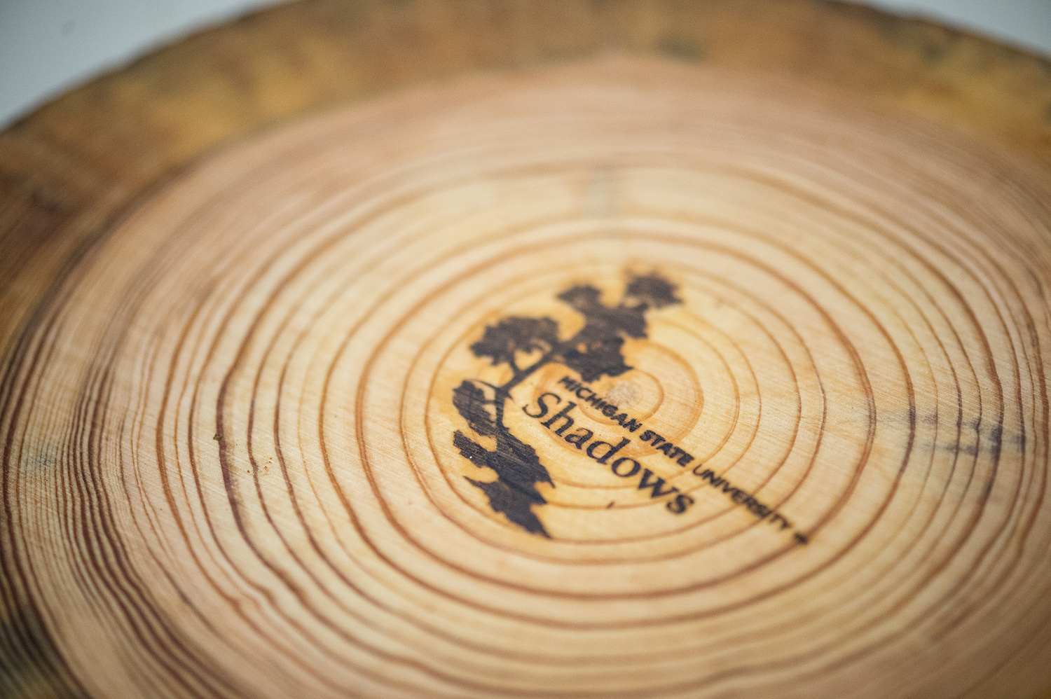 Shadows logo on a tree trunk cutting