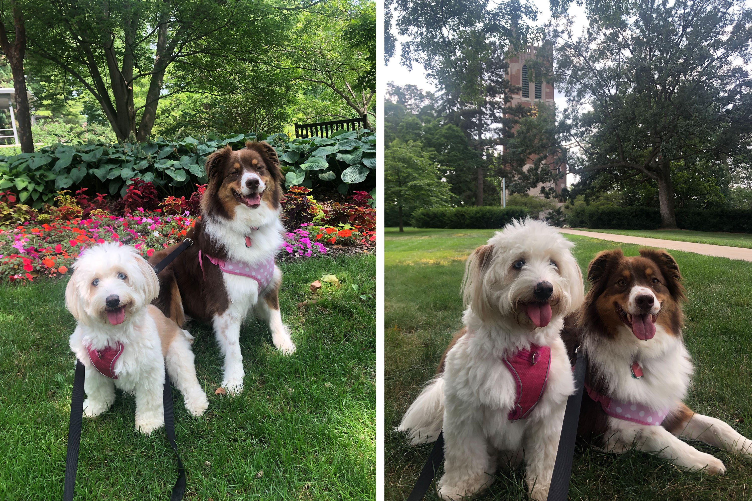 Two dogs in a garden and by Beaumont Tower