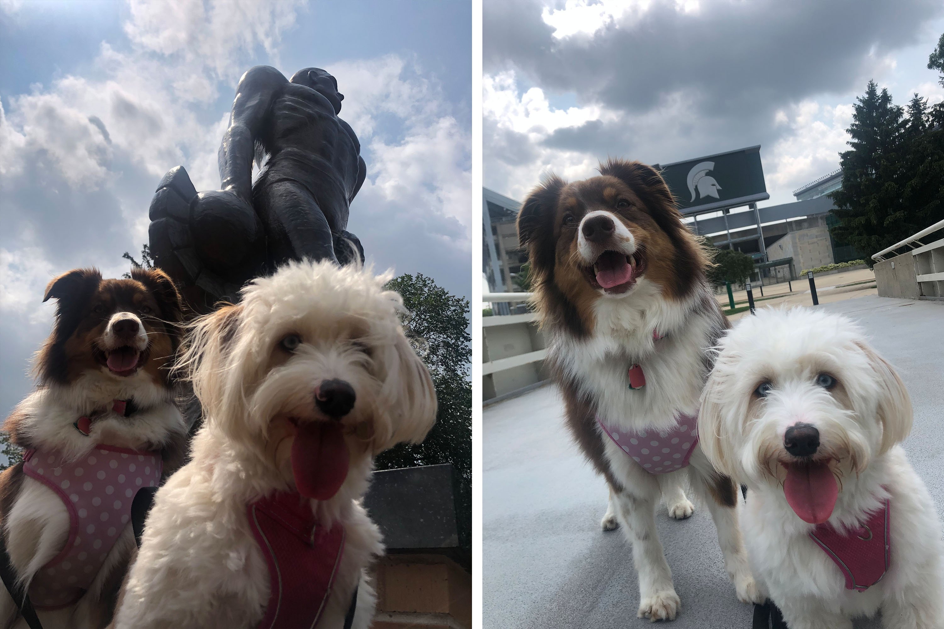 Two dogs by Spartan statue and football stadium.