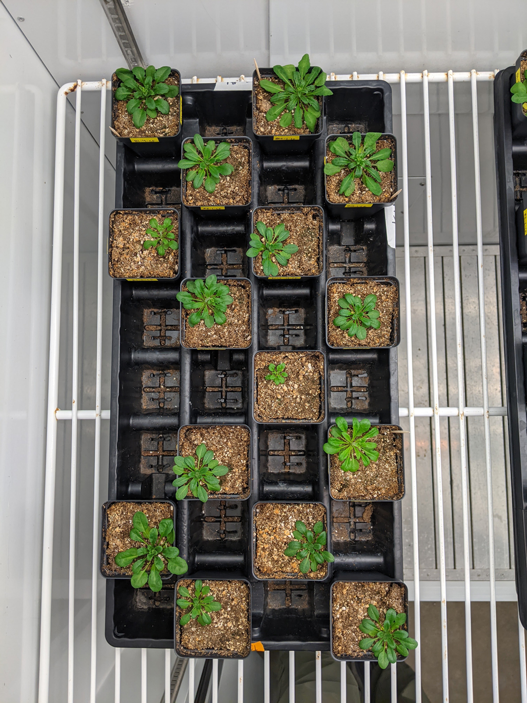 A photo shows several green, leafy plants growing in a black planting tray.
