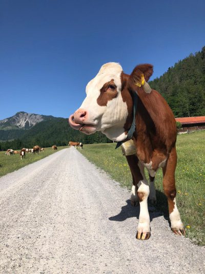 a Bavarian cow