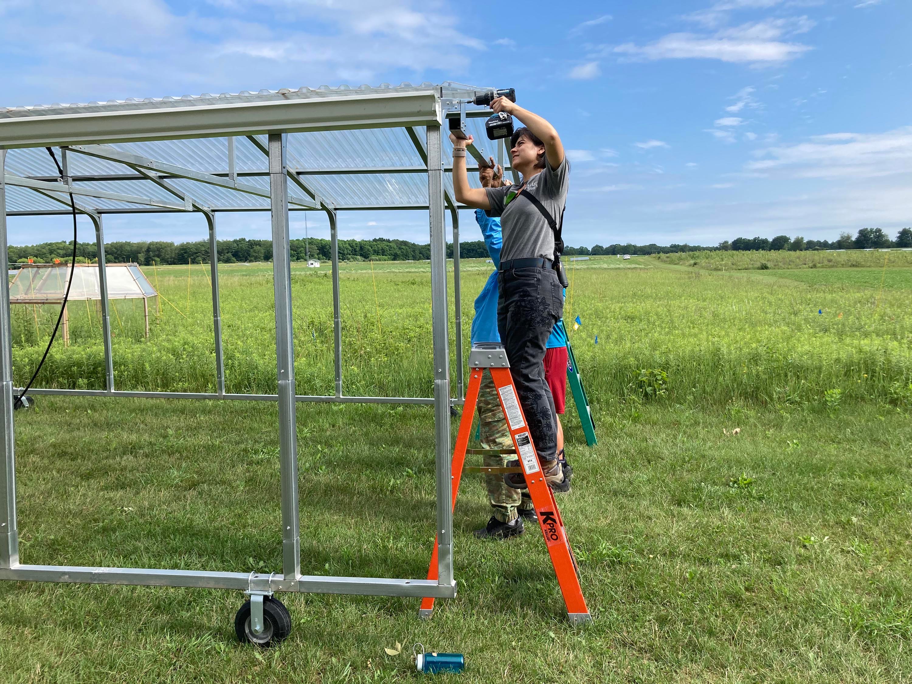 Members of the Haddad lab installing the rain out shelters