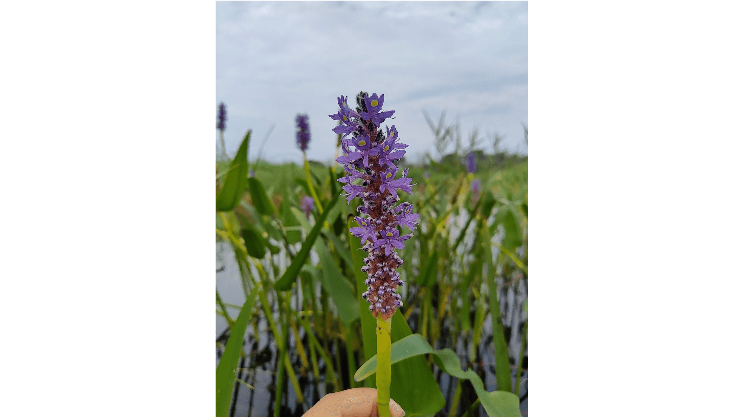 Pontederia cordata