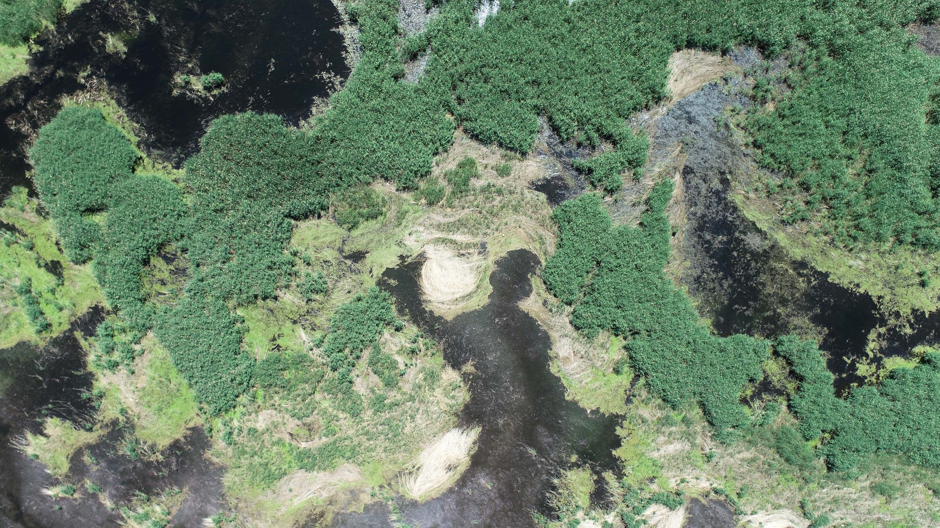 Drone image of the wetland at Quanicasse