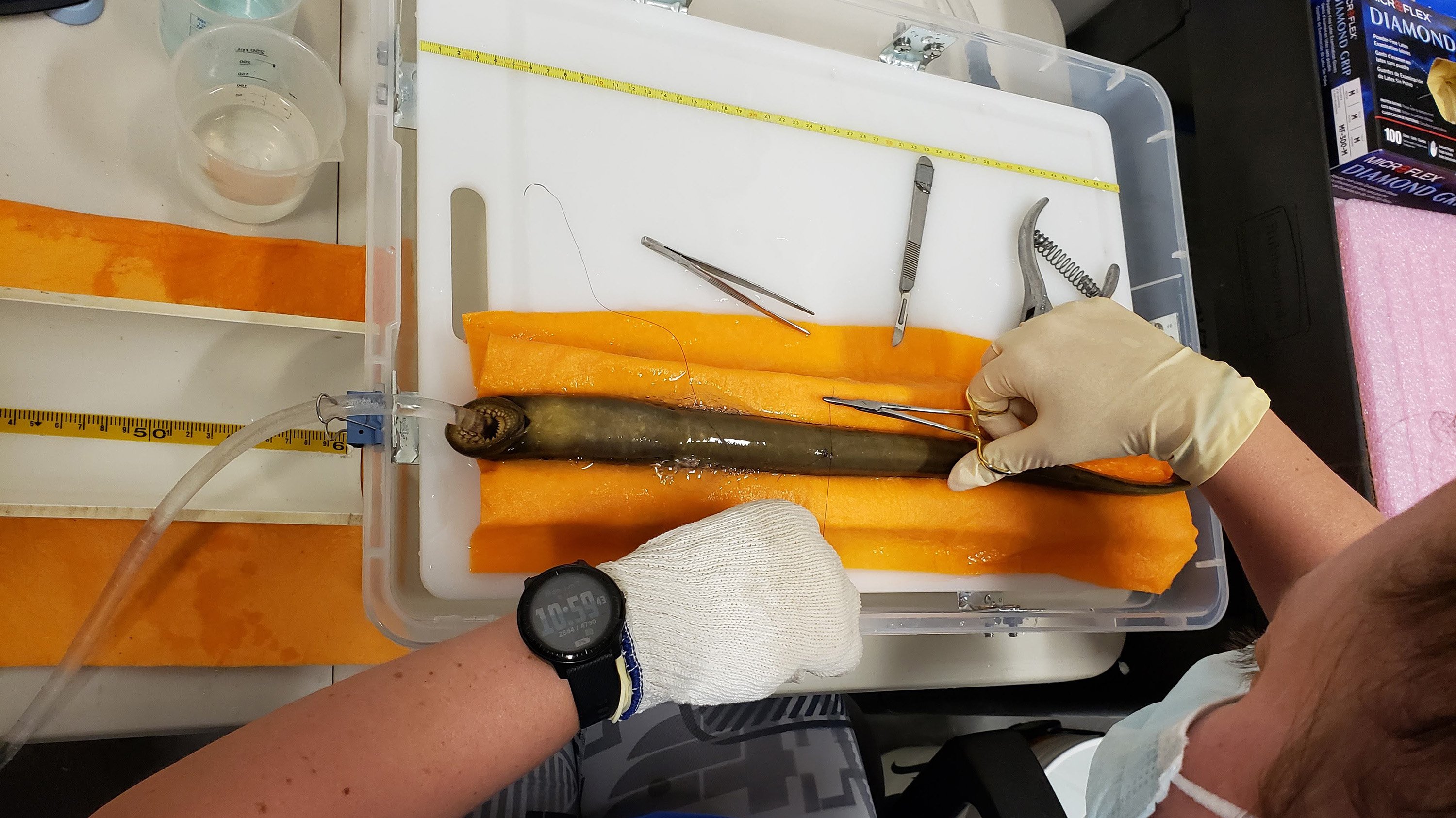 Performing surgery on a sea lamprey