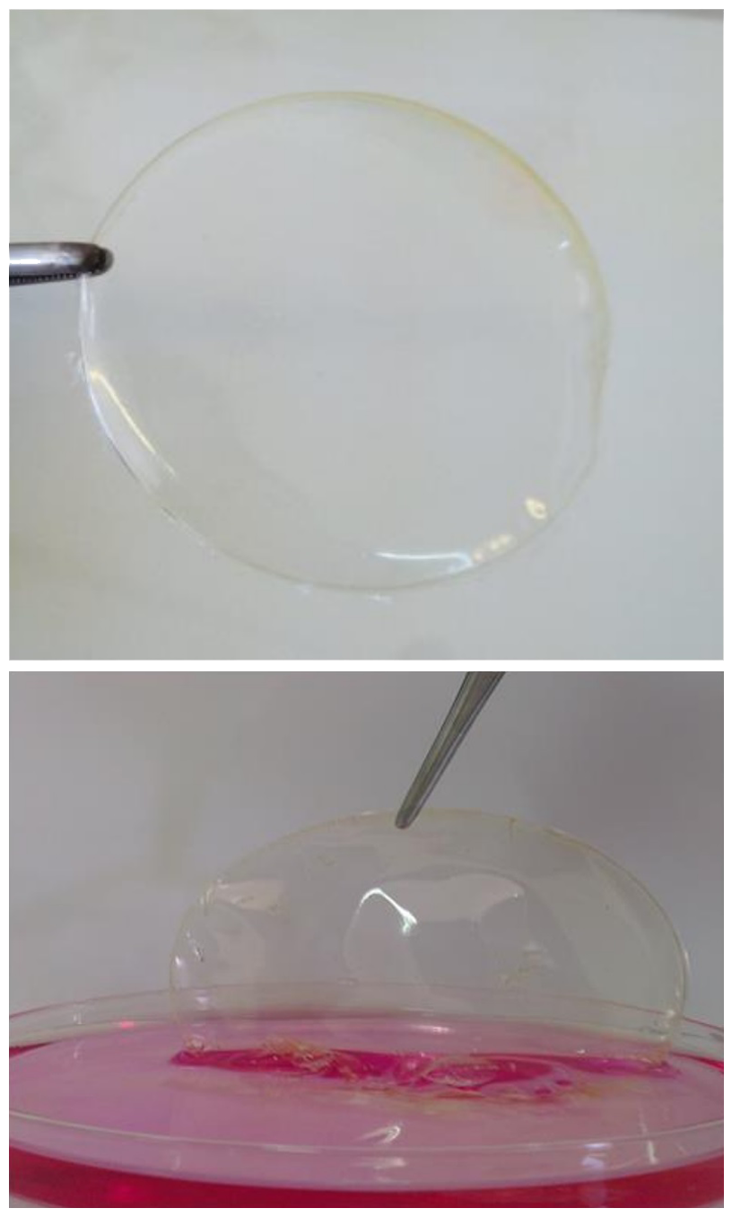 Two images show the transparent wound dressing. In one, it is held by silver forceps over a white background. In the over, the dressing is being placed over a pink simulated wound.