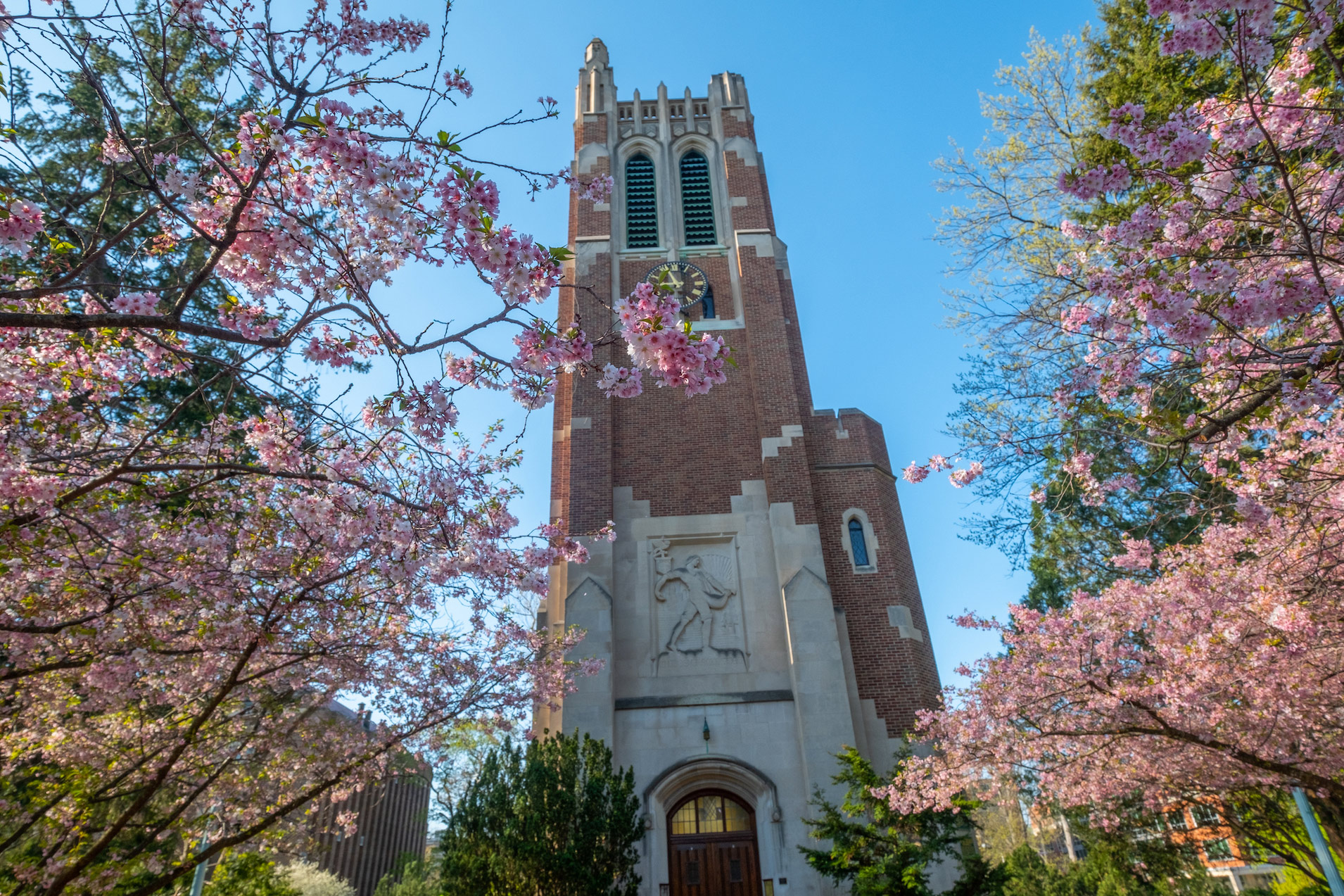 Cherry blossom trees frame Beaumont Tower on a spring day. 