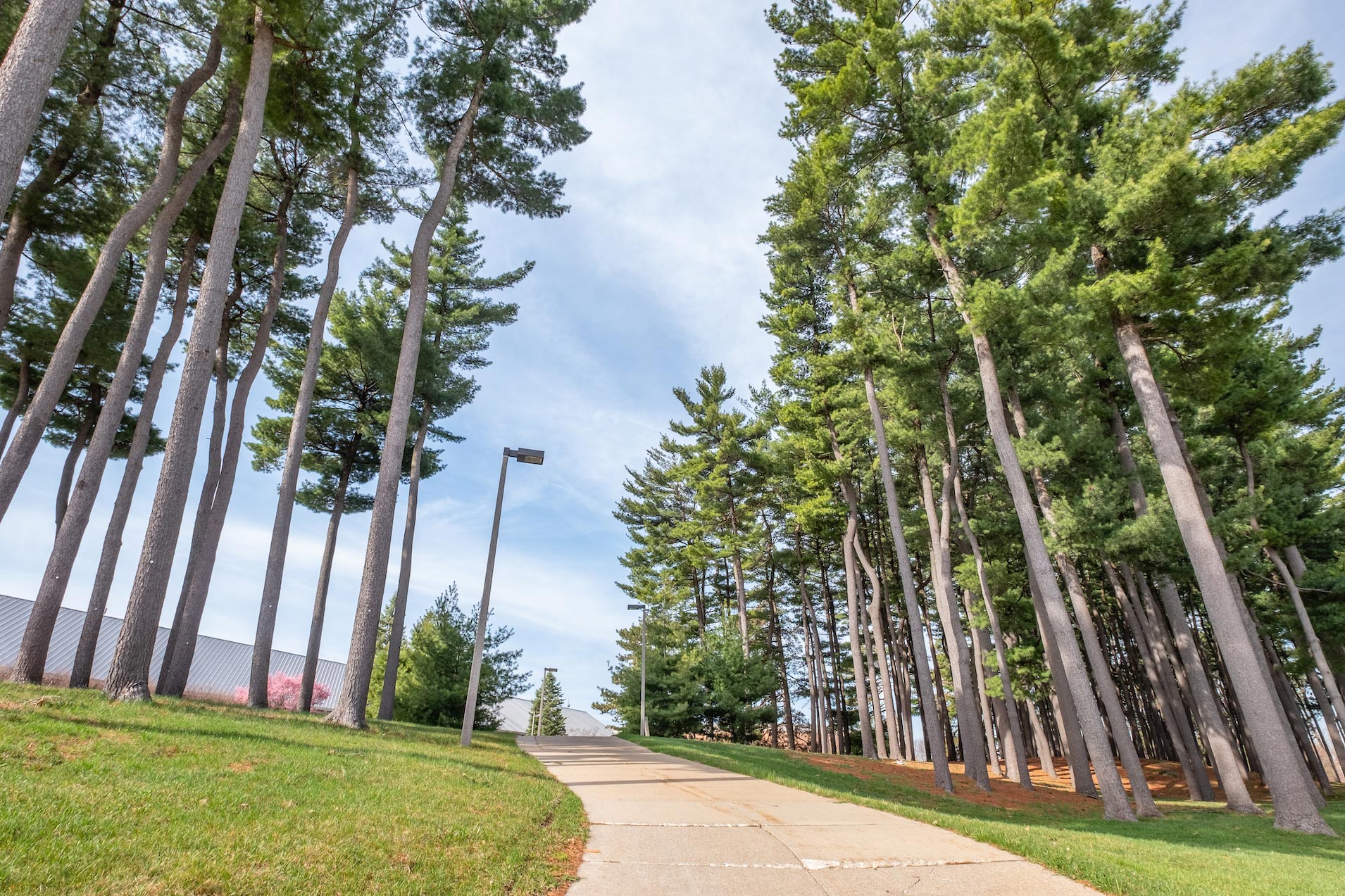 Munn Pinetum