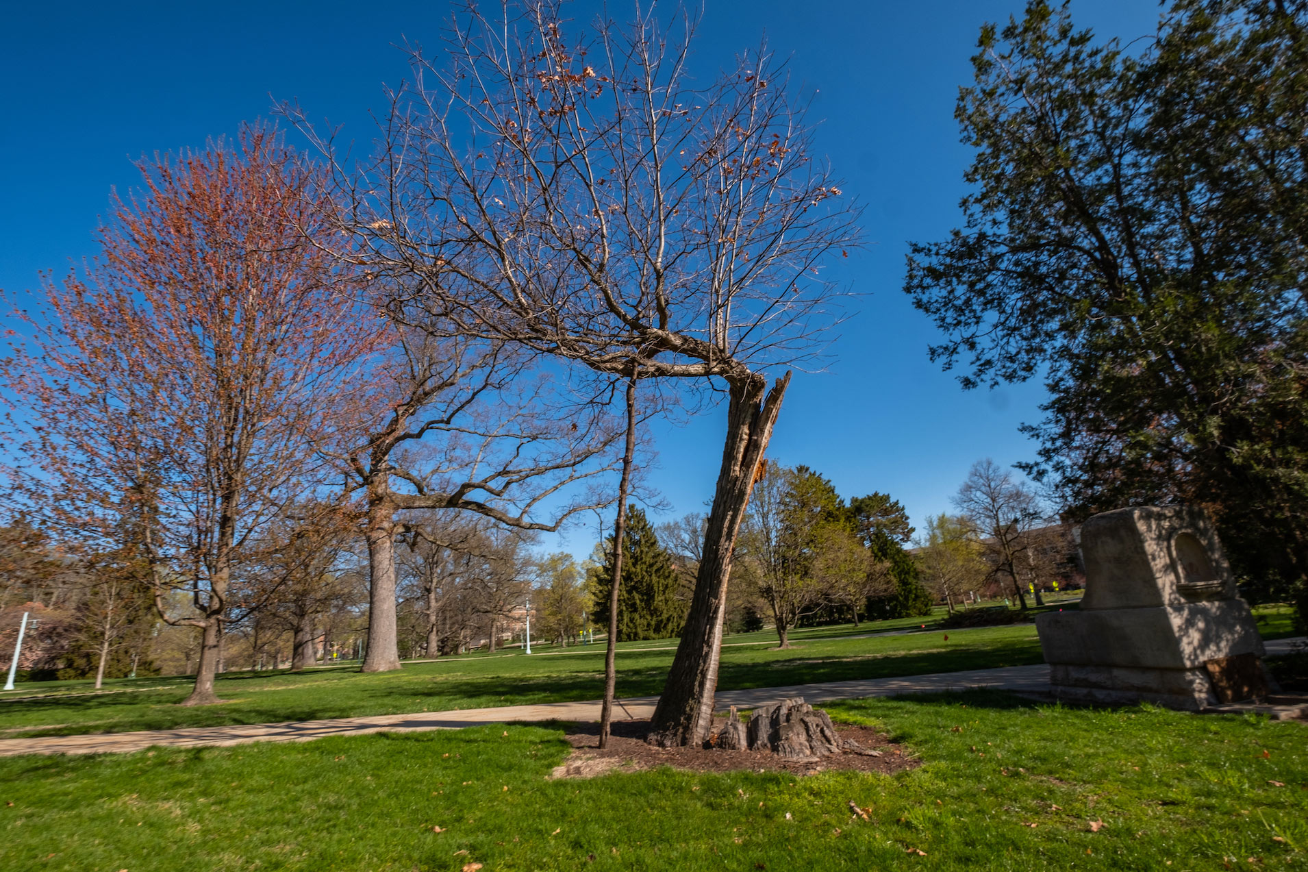'The Resilient Tree', a tree with its trunk split in half, supported by a branch