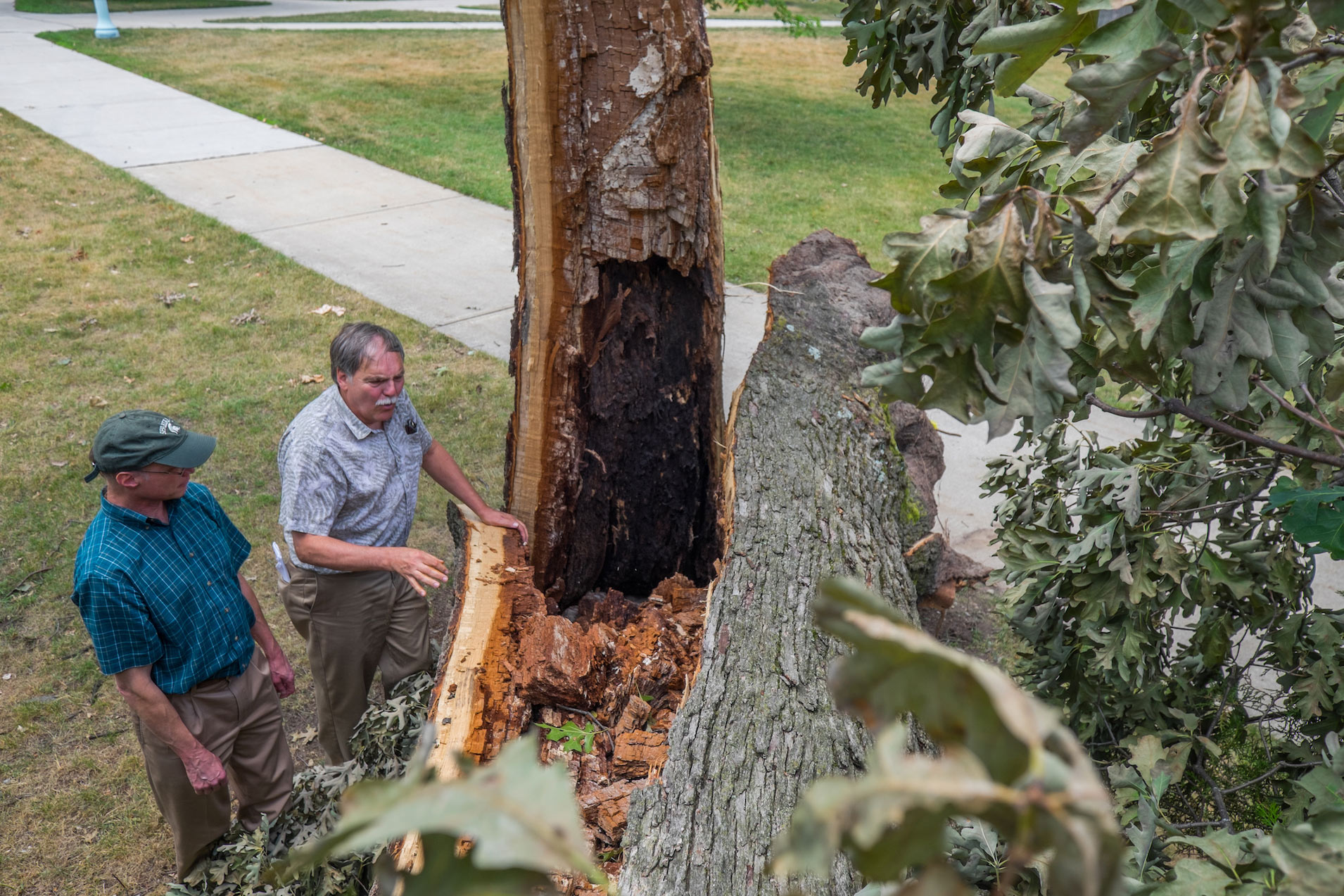 Two people examining a tree with a split trunk