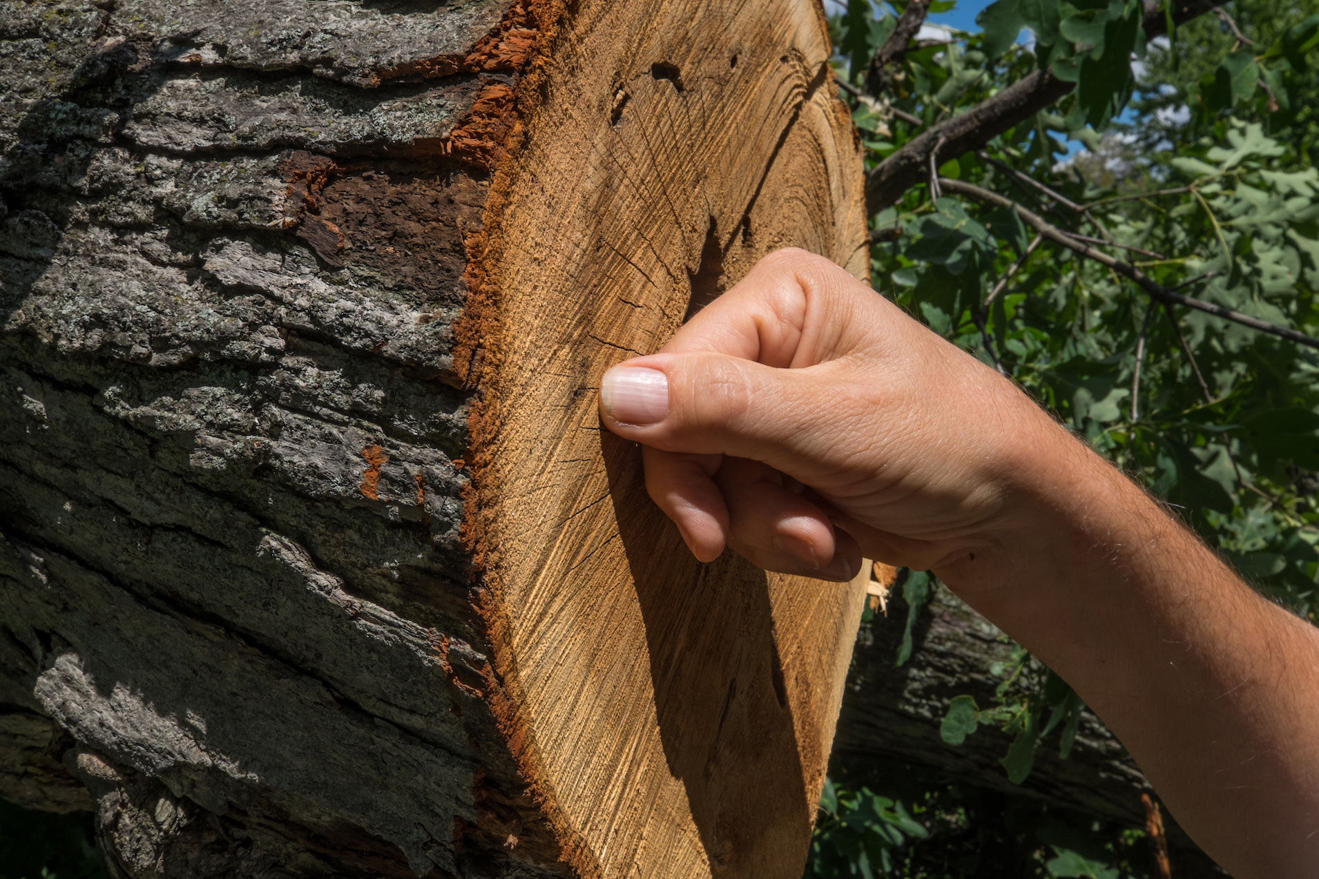 Hand laying against the rings of a cut tree trunk